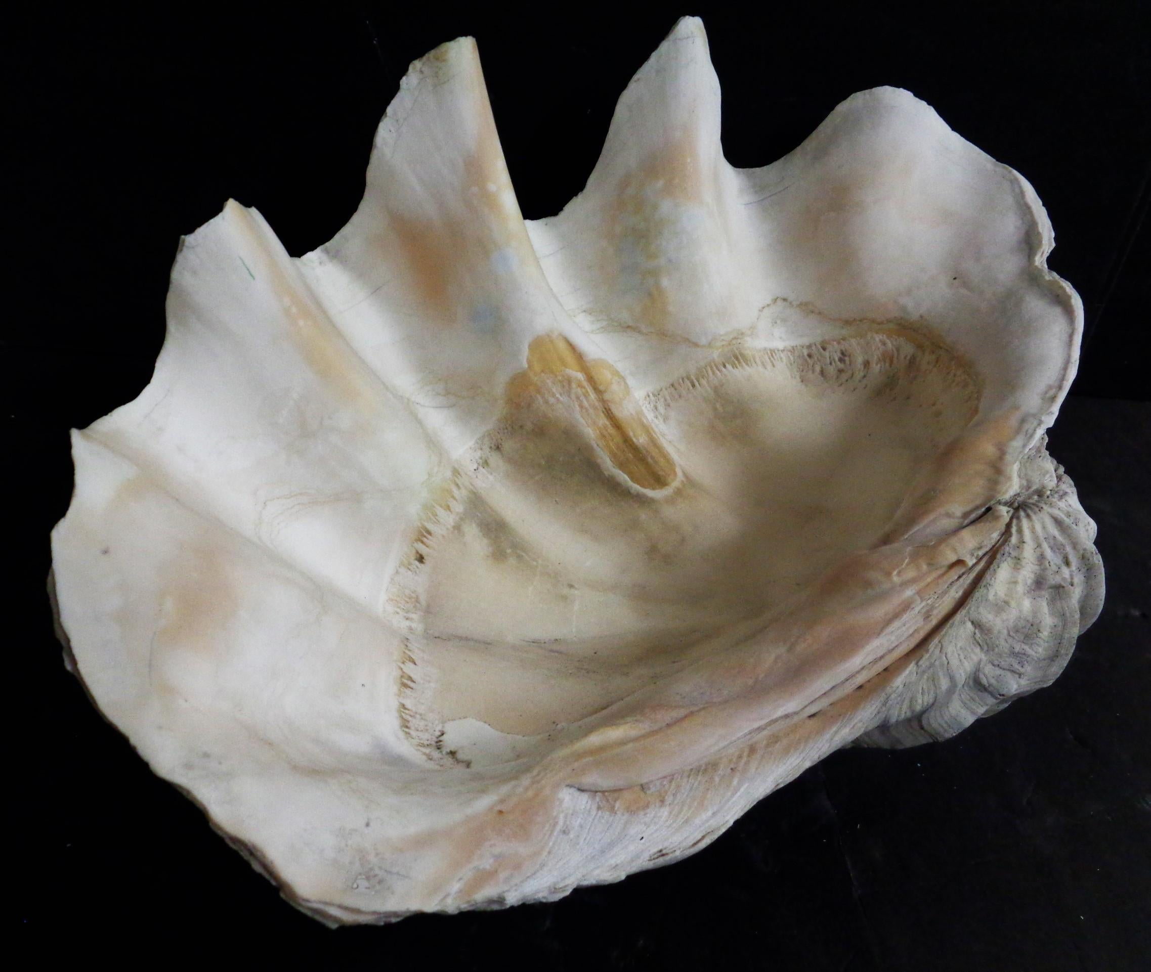 prehistoric giant clam