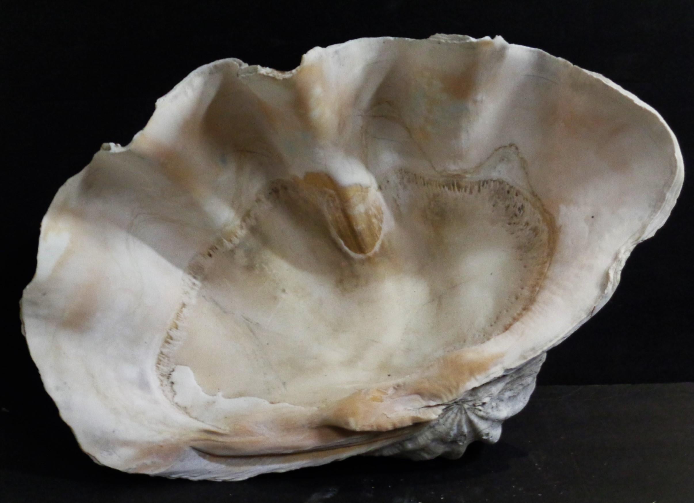 Cook Islands Antique Giant Clam Shell