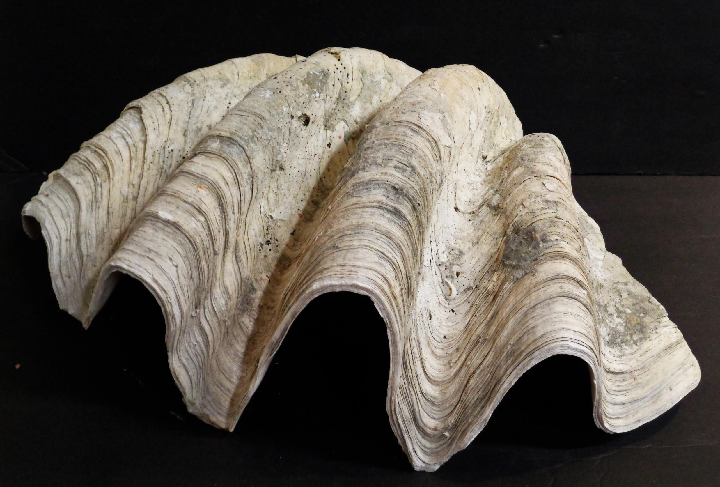 19th Century Antique Giant Clam Shell