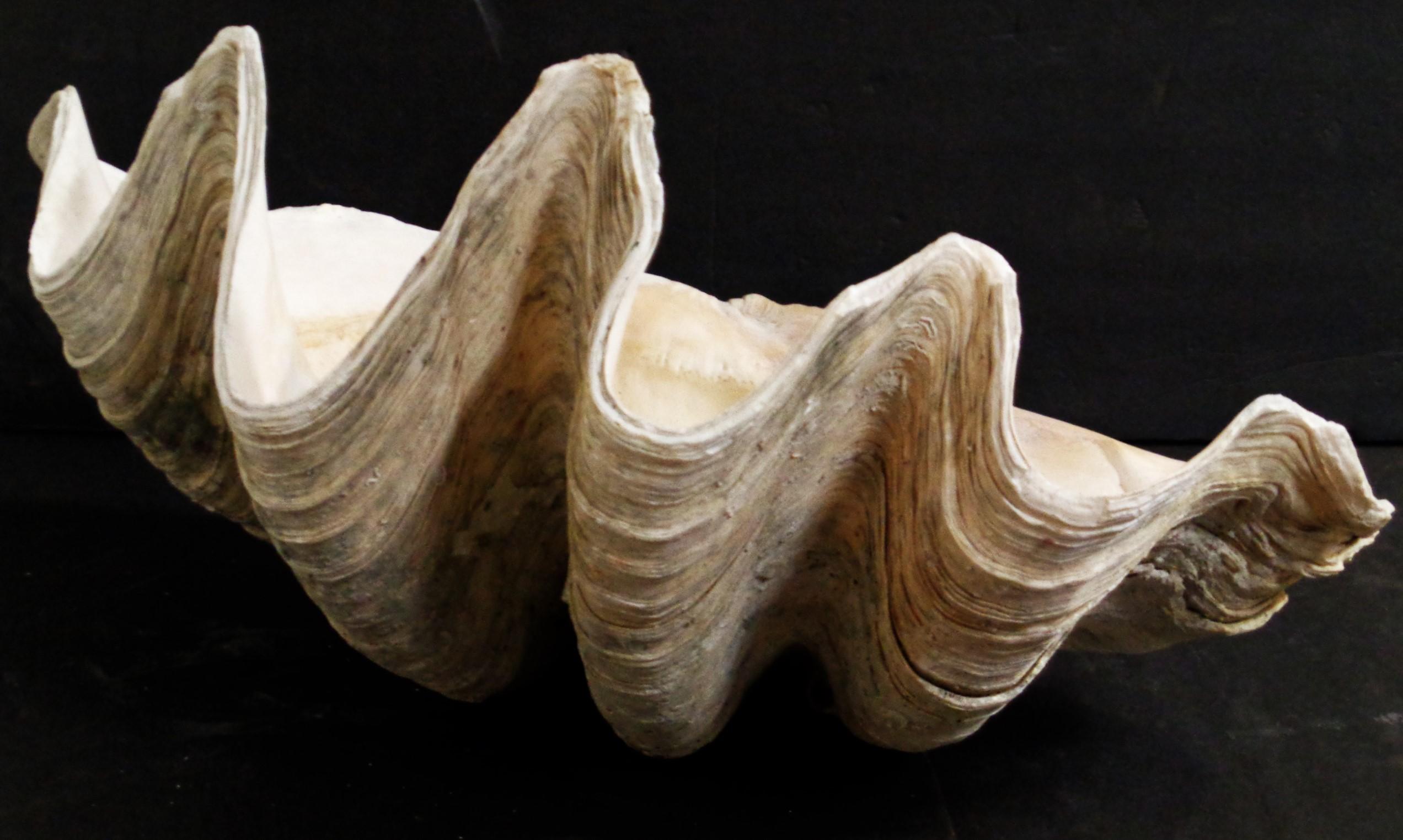 Antique Giant Clam Shell In Good Condition In Rochester, NY