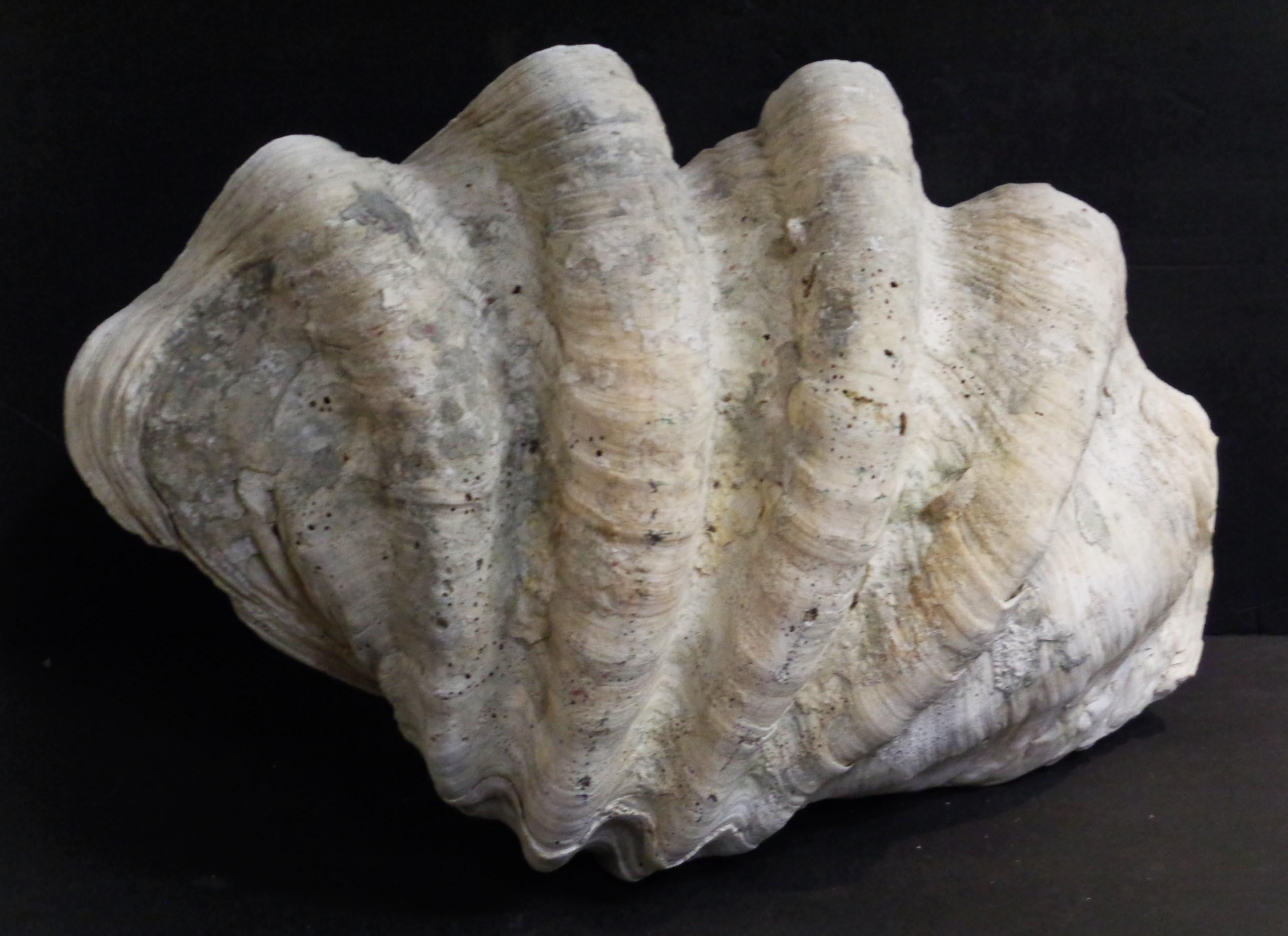Antique Giant Clam Shell 1
