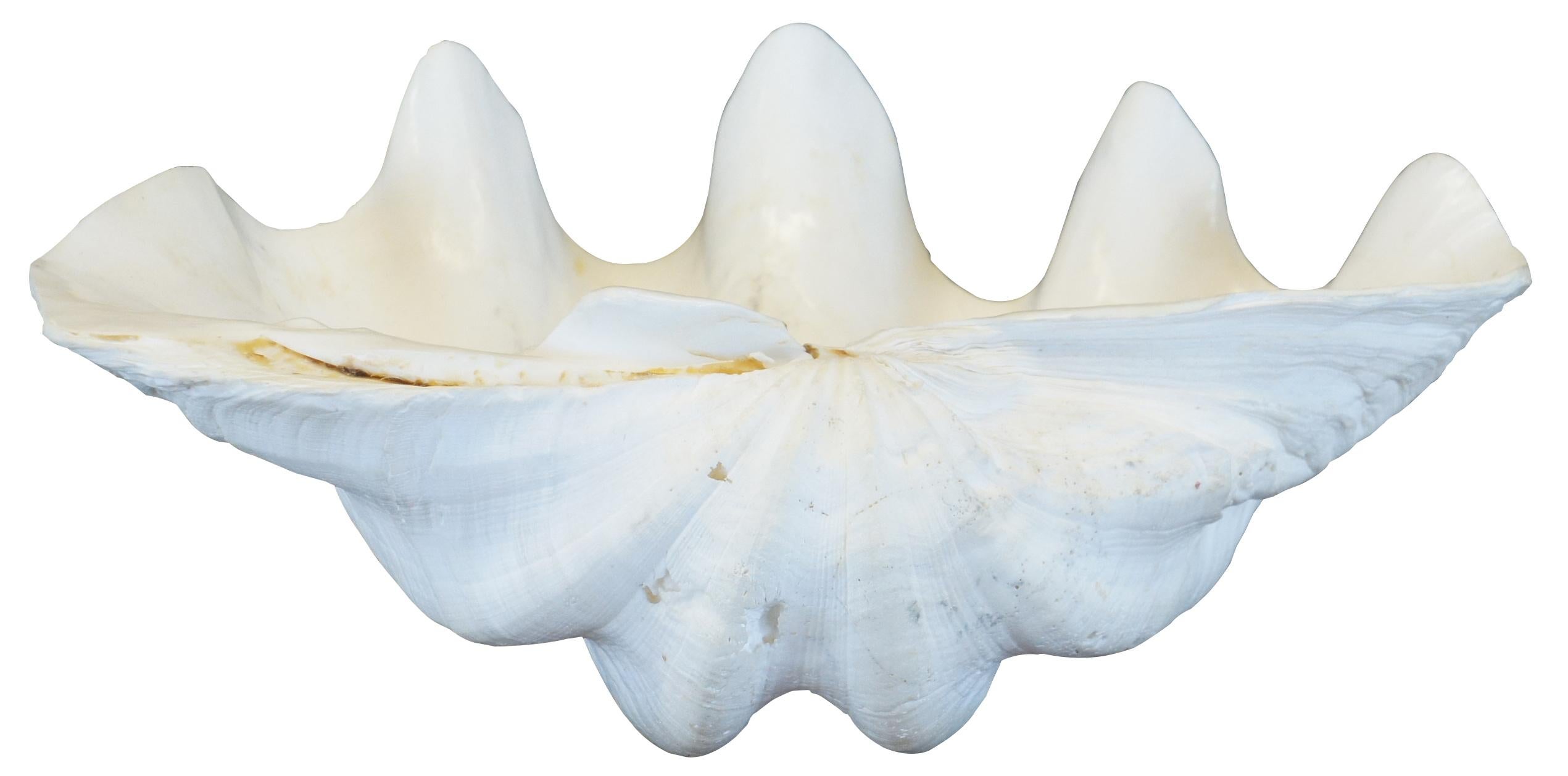 giant clam lifespan