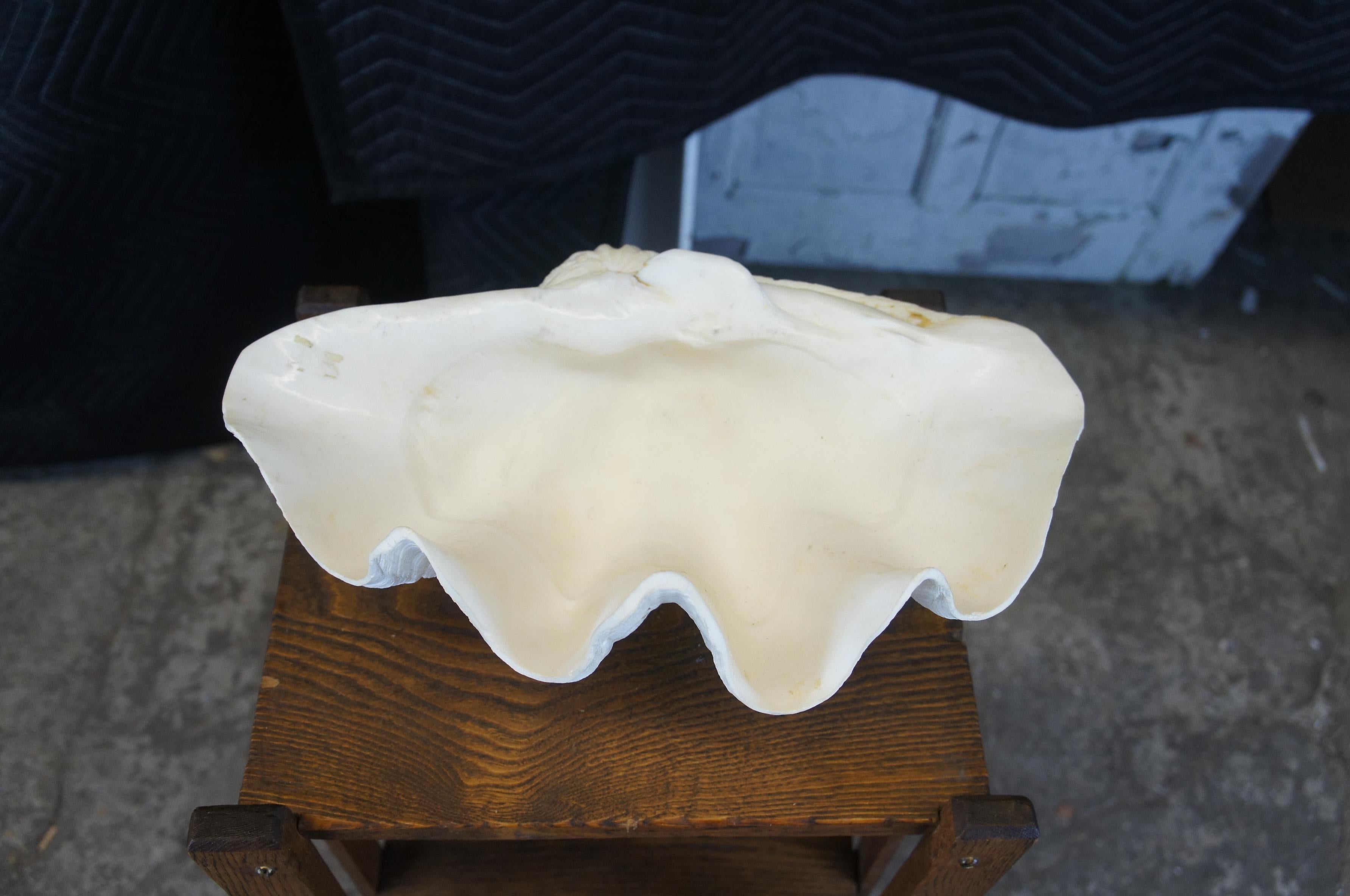 Antique Giant Clam Shell Seashell Bowl Compote Tridacna Gigas Ocean Nautical 2