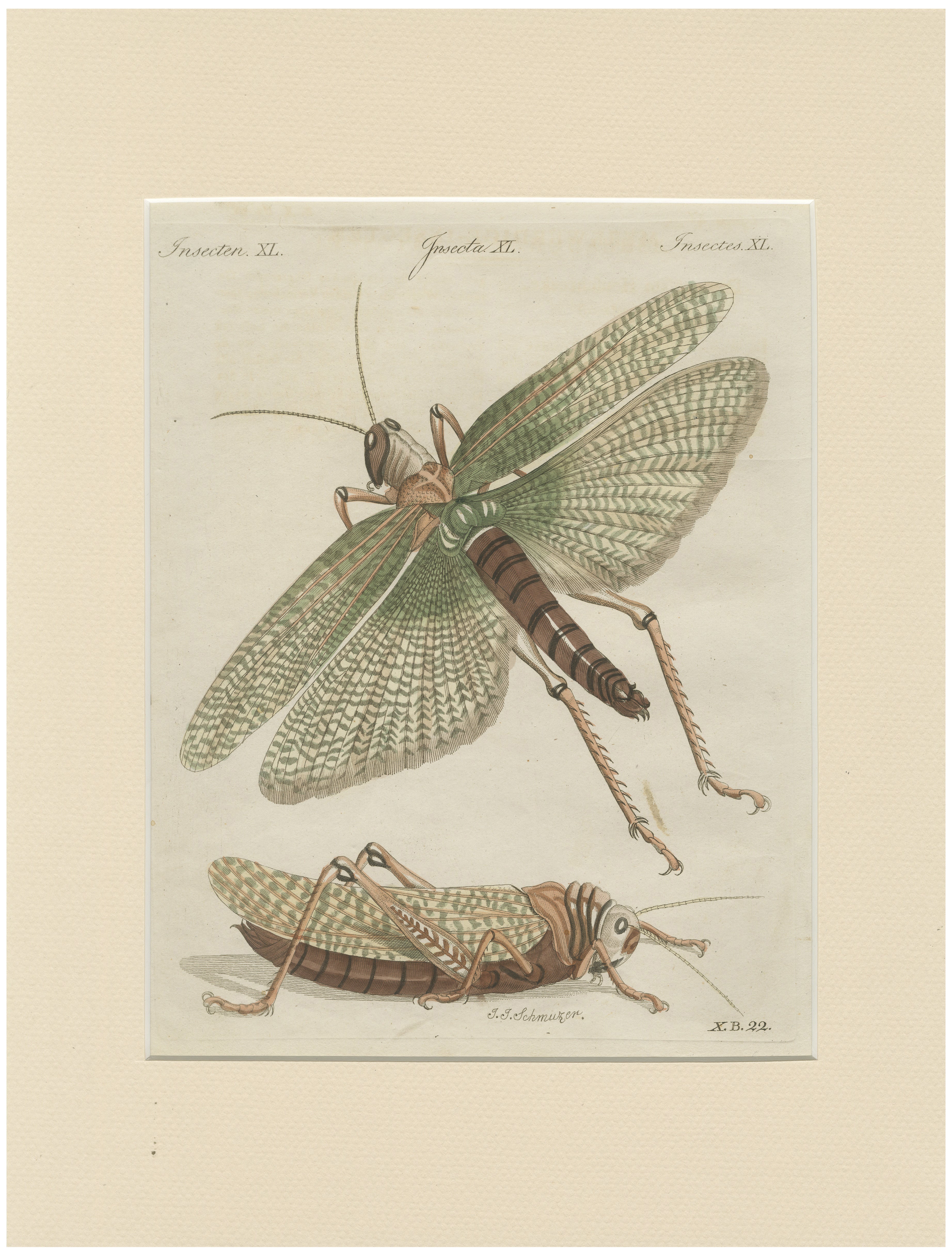 Antique Giant Locust & Grasshopper Engraving – Bertuch, c.1800