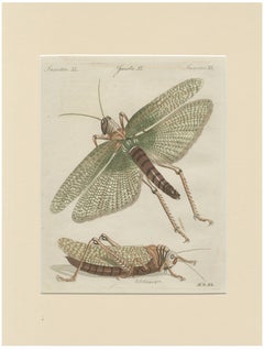 Antique Giant Locust & Grasshopper Engraving – Bertuch, c.1800