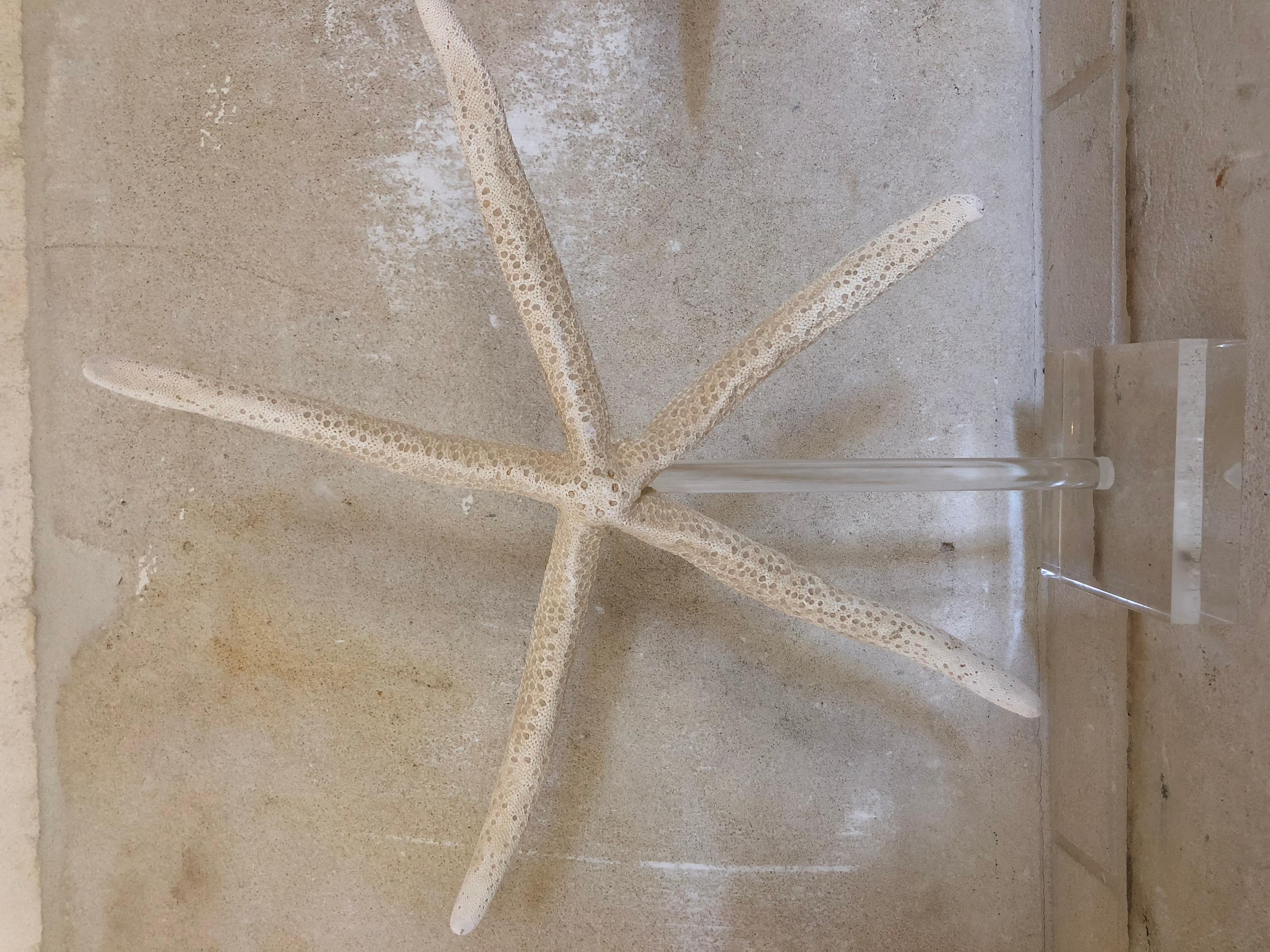 These starfish were selected from a British Collection and date to middle of the 19tt century. There are 19 available. They have been mounted in 7 & 9 inch acrylic stands. Dimensions range from 15 inches in diameter to 12 inches. Improbable to find