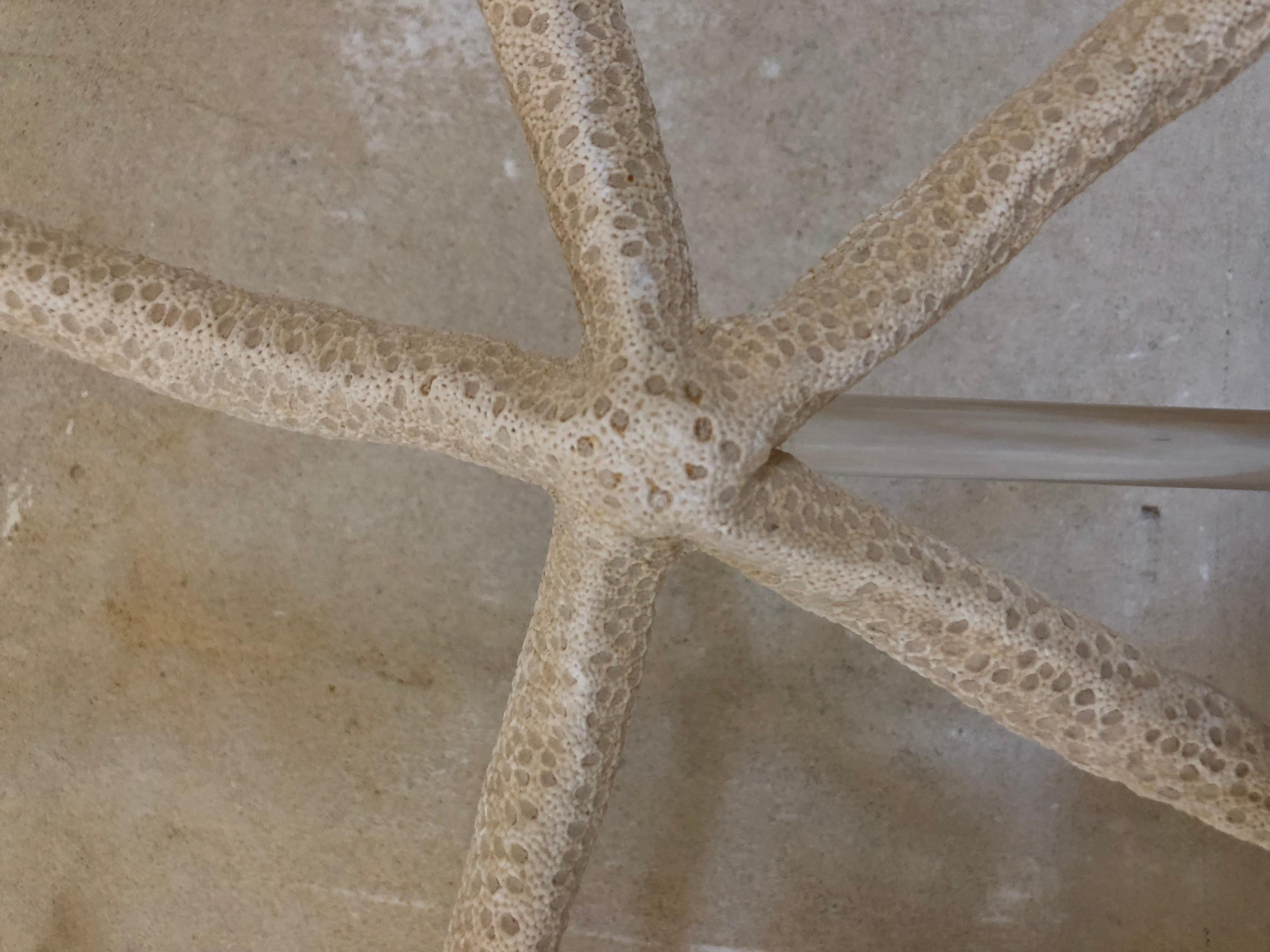 English Antique Giant Starfish For Sale