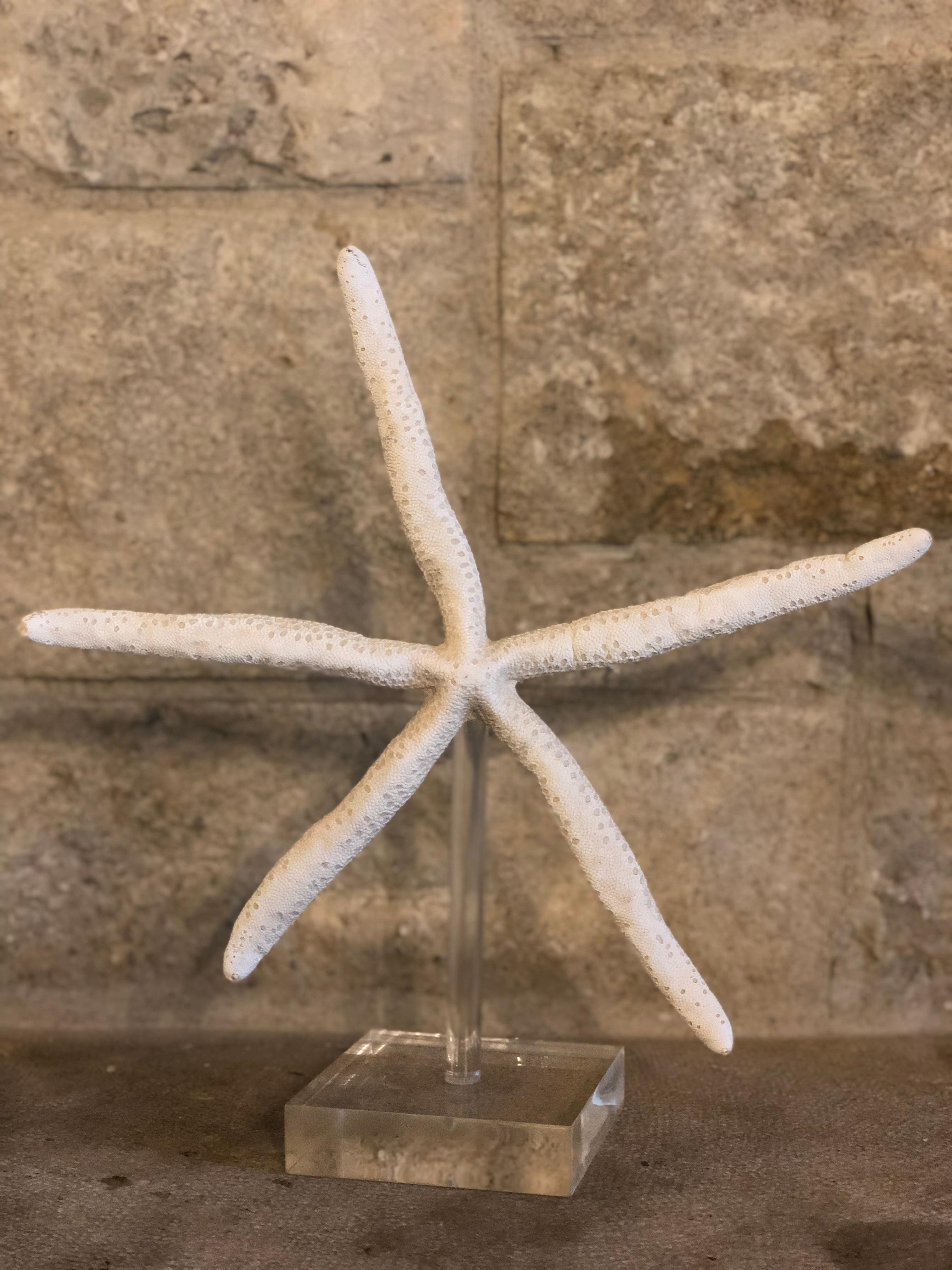 Antique Giant Starfish In Excellent Condition For Sale In Corona del Mar, CA