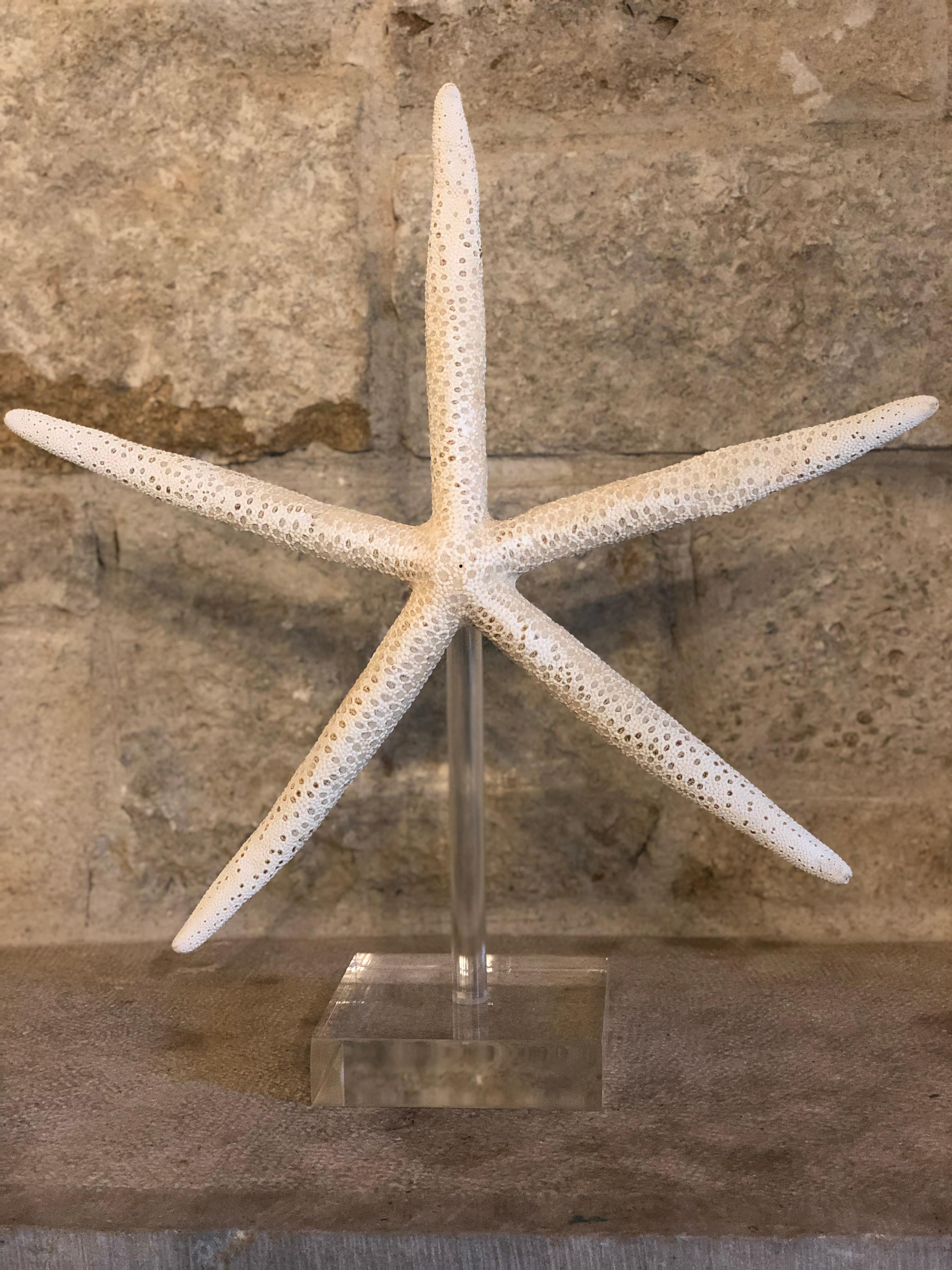 Late 19th Century Antique Giant Starfish For Sale