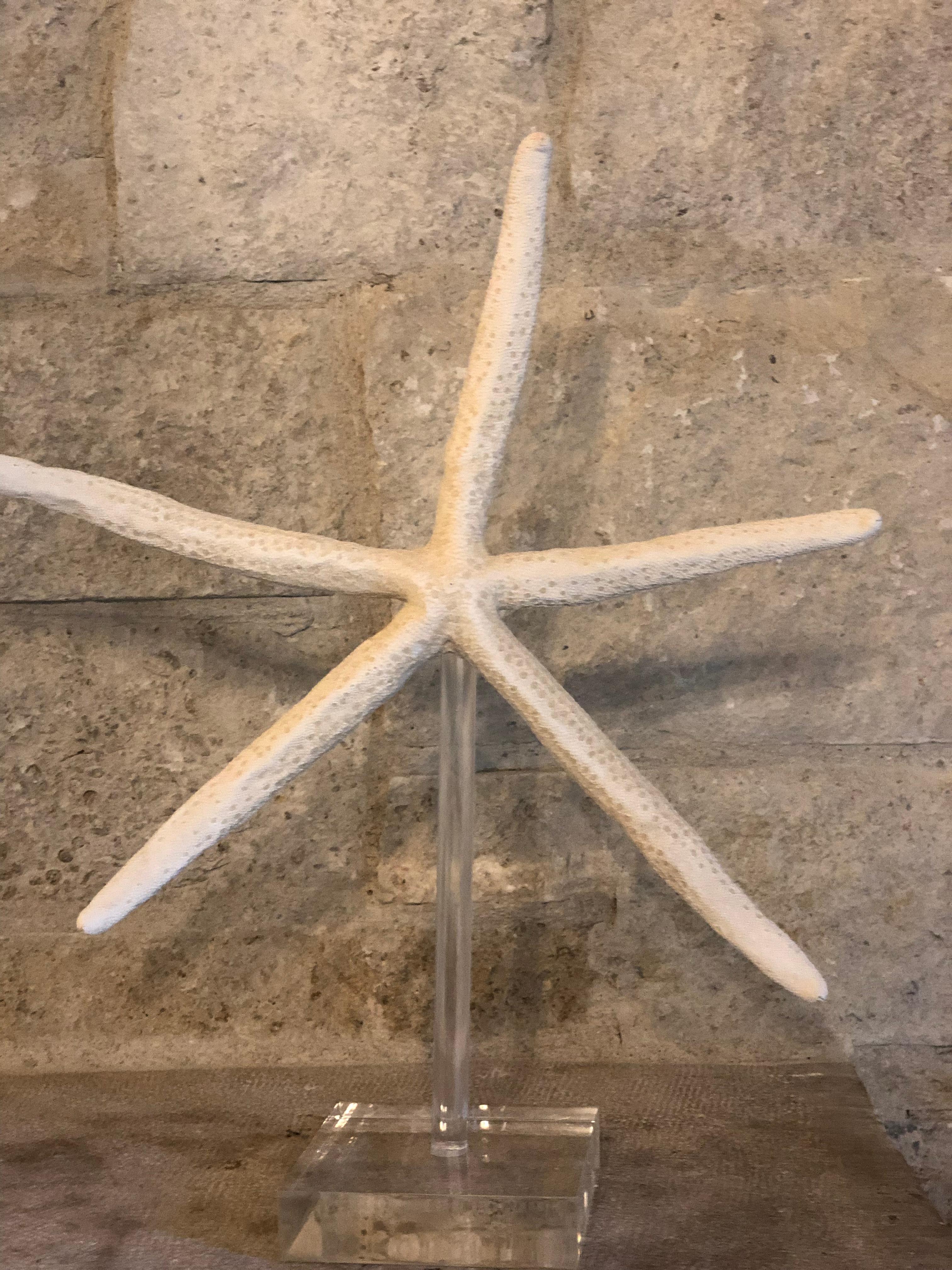 Acrylic Antique Giant Starfish For Sale