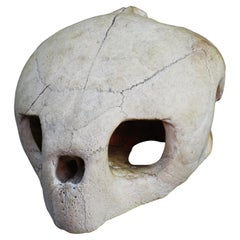 Antique Giant Turtle Skull Natural History Specimen