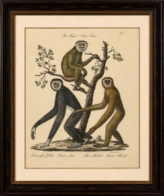 Lithographie ancienne Gibbons et singes de Karl Joseph Brodtmann, 1816