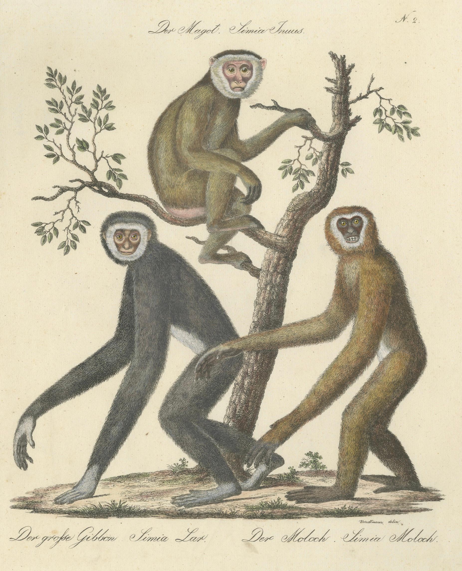 Antique Gibbons & Monkeys Lithograph by Karl Joseph Brodtmann, 1816