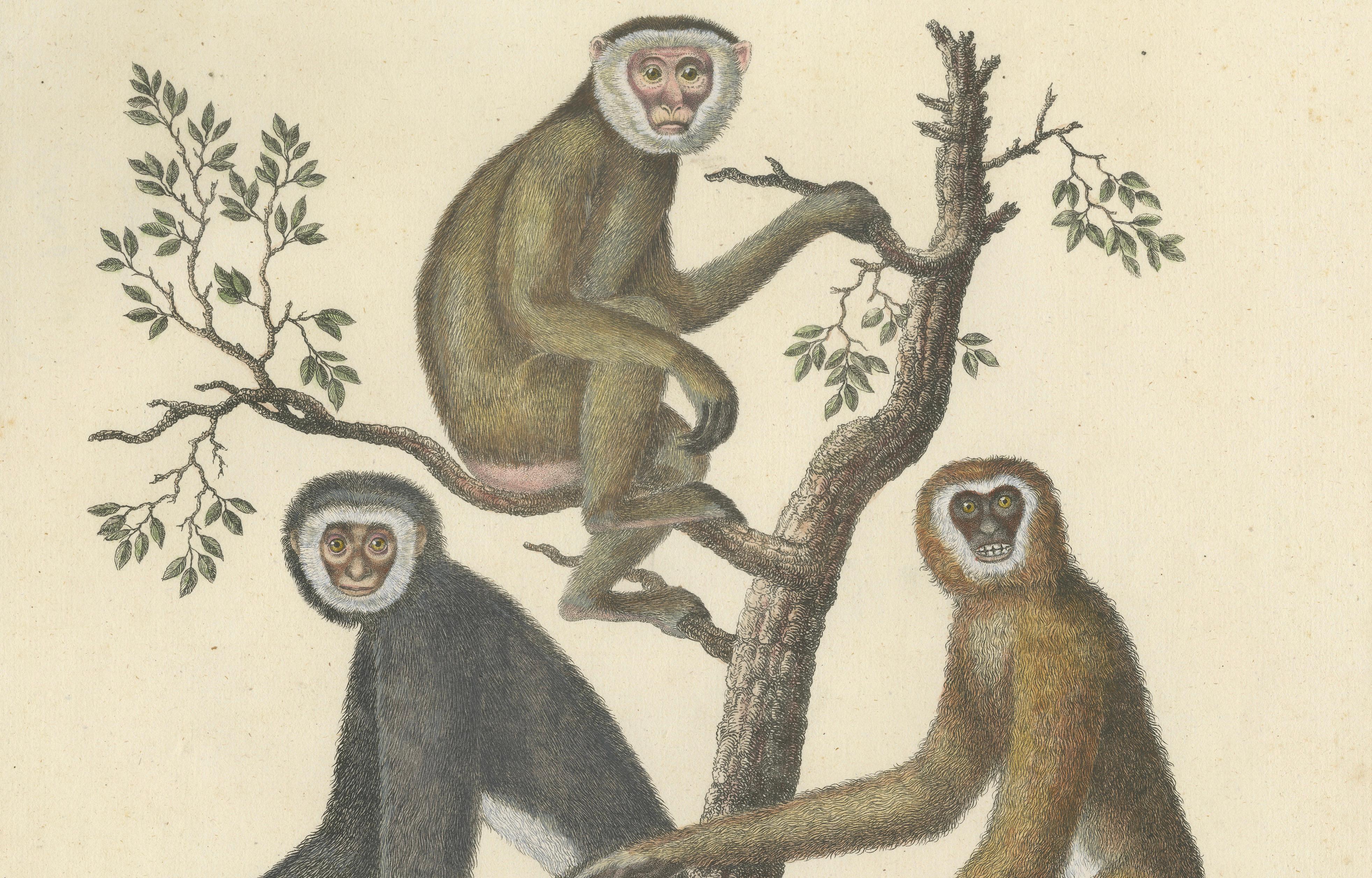 Antique Gibbons & Monkeys Lithograph by Karl Joseph Brodtmann, 1816