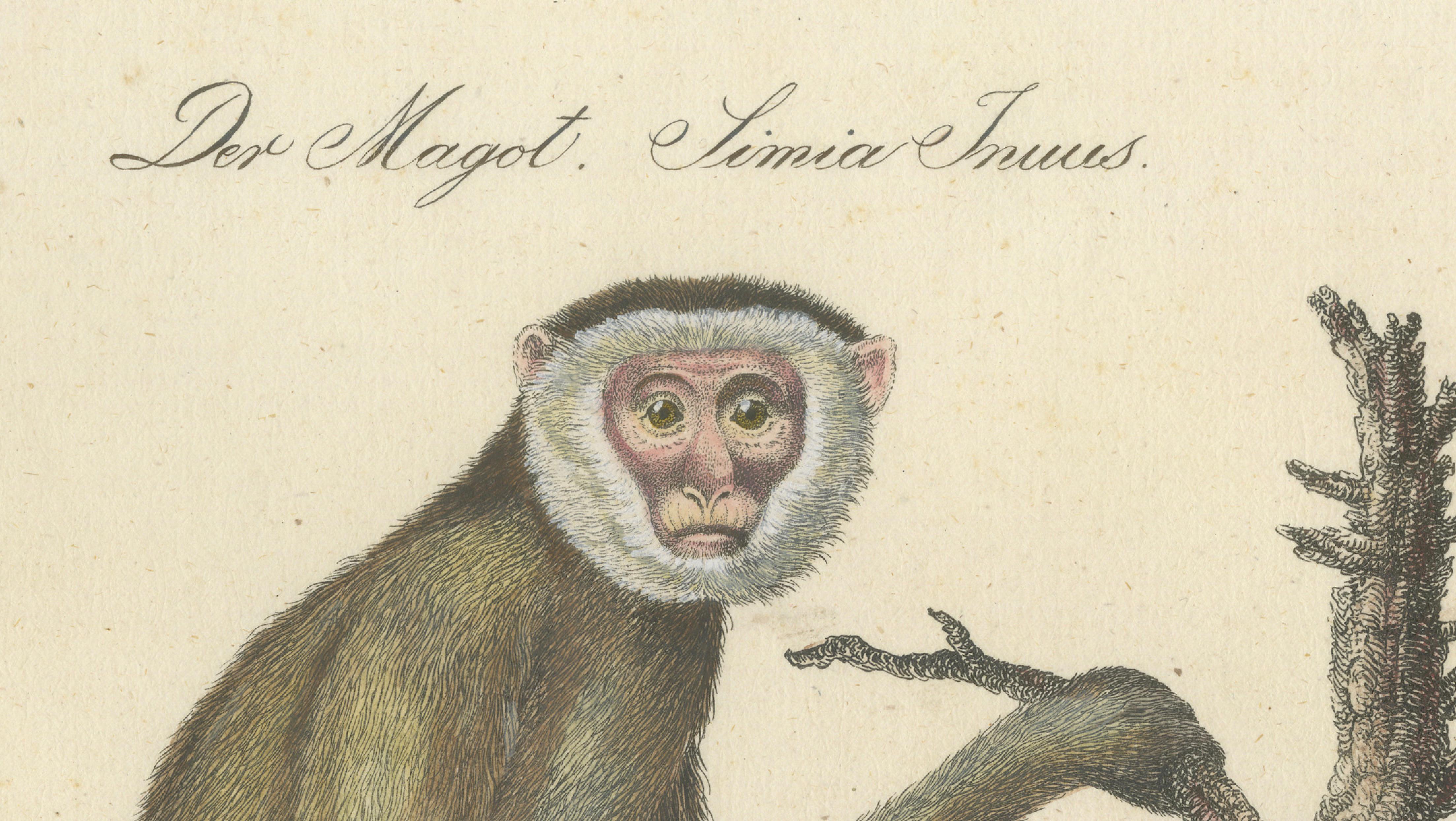 Antique Gibbons & Monkeys Lithograph by Karl Joseph Brodtmann, 1816