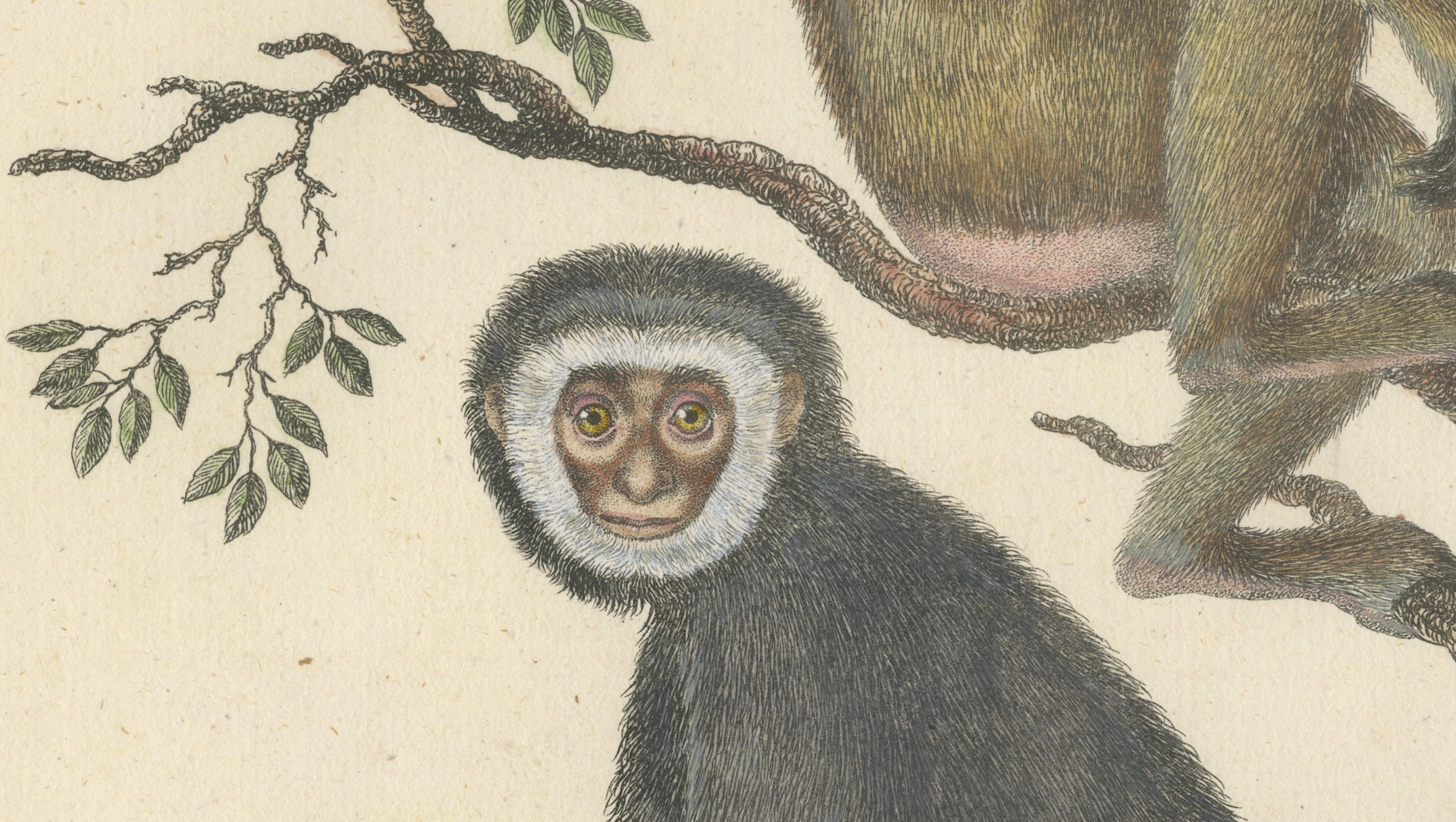 Antique Gibbons & Monkeys Lithograph by Karl Joseph Brodtmann, 1816
