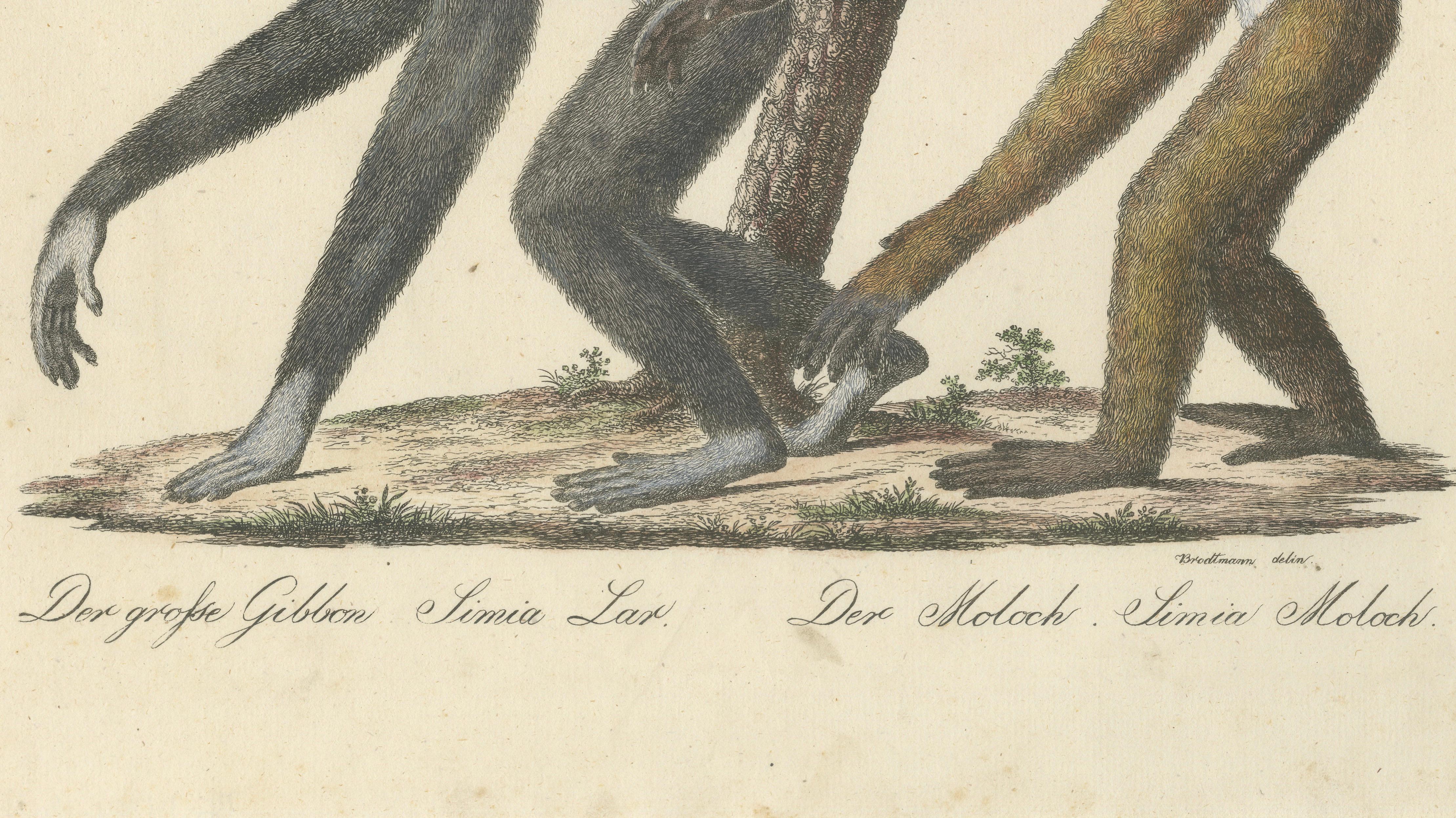 Antique Gibbons & Monkeys Lithograph by Karl Joseph Brodtmann, 1816
