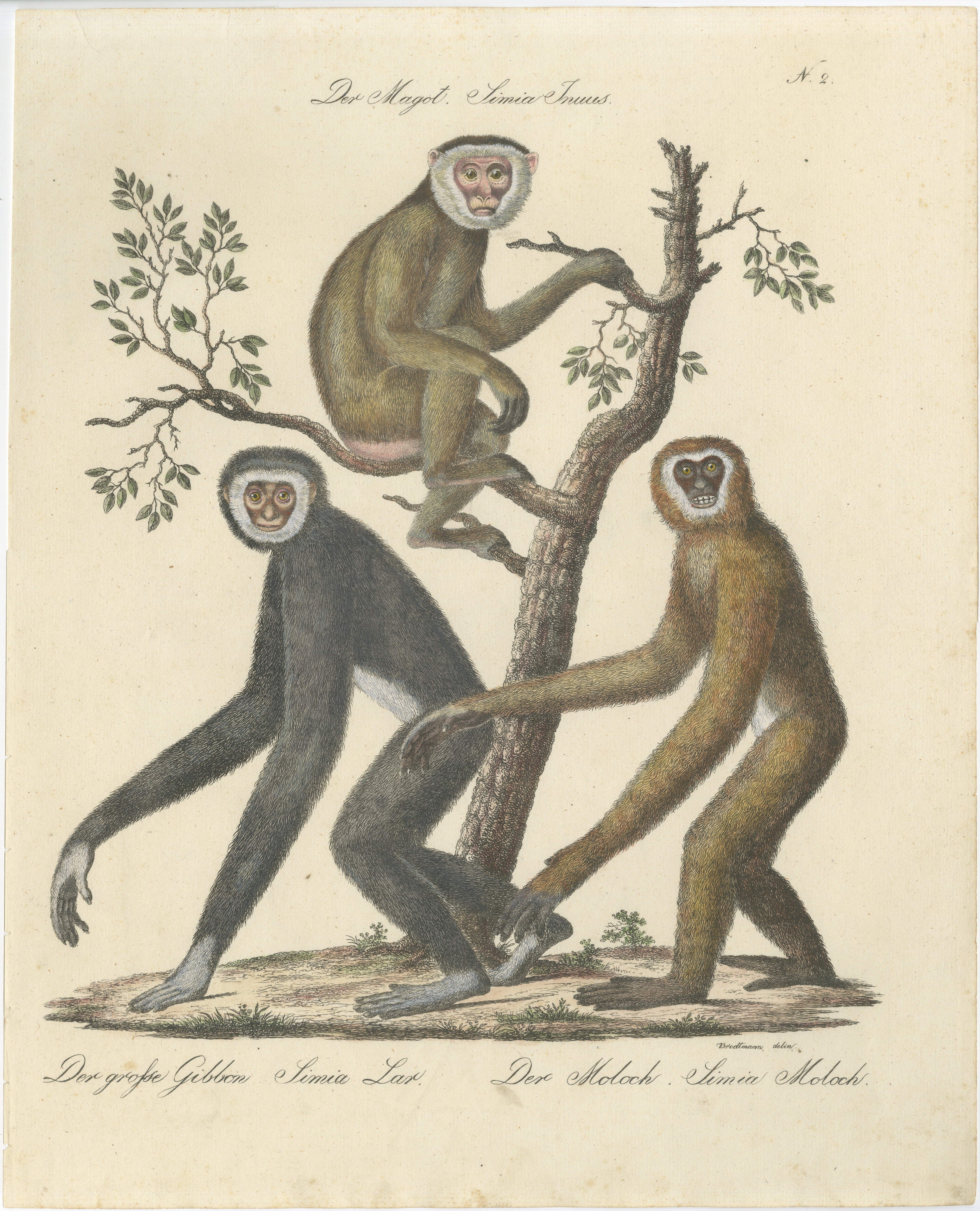 Antique Gibbons & Monkeys Lithograph by Karl Joseph Brodtmann, 1816