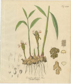 Antique Ginger Botanical Print, Zingiber Officinale, c.1831