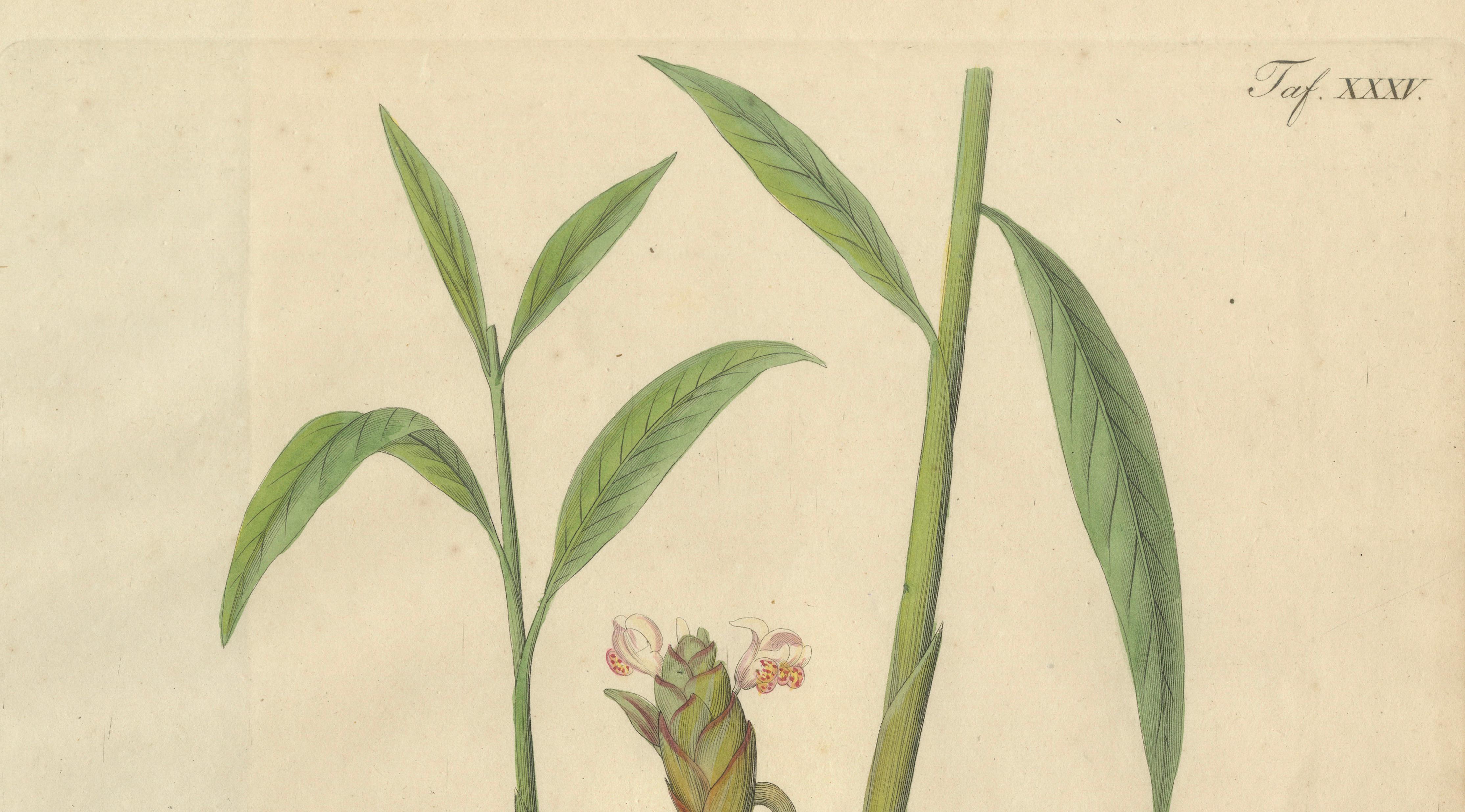 Antique Ginger Botanical Print, Zingiber Officinale, c.1831