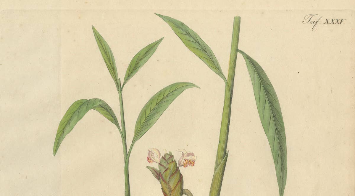 Antique Ginger Botanical Print, Zingiber Officinale, c.1831