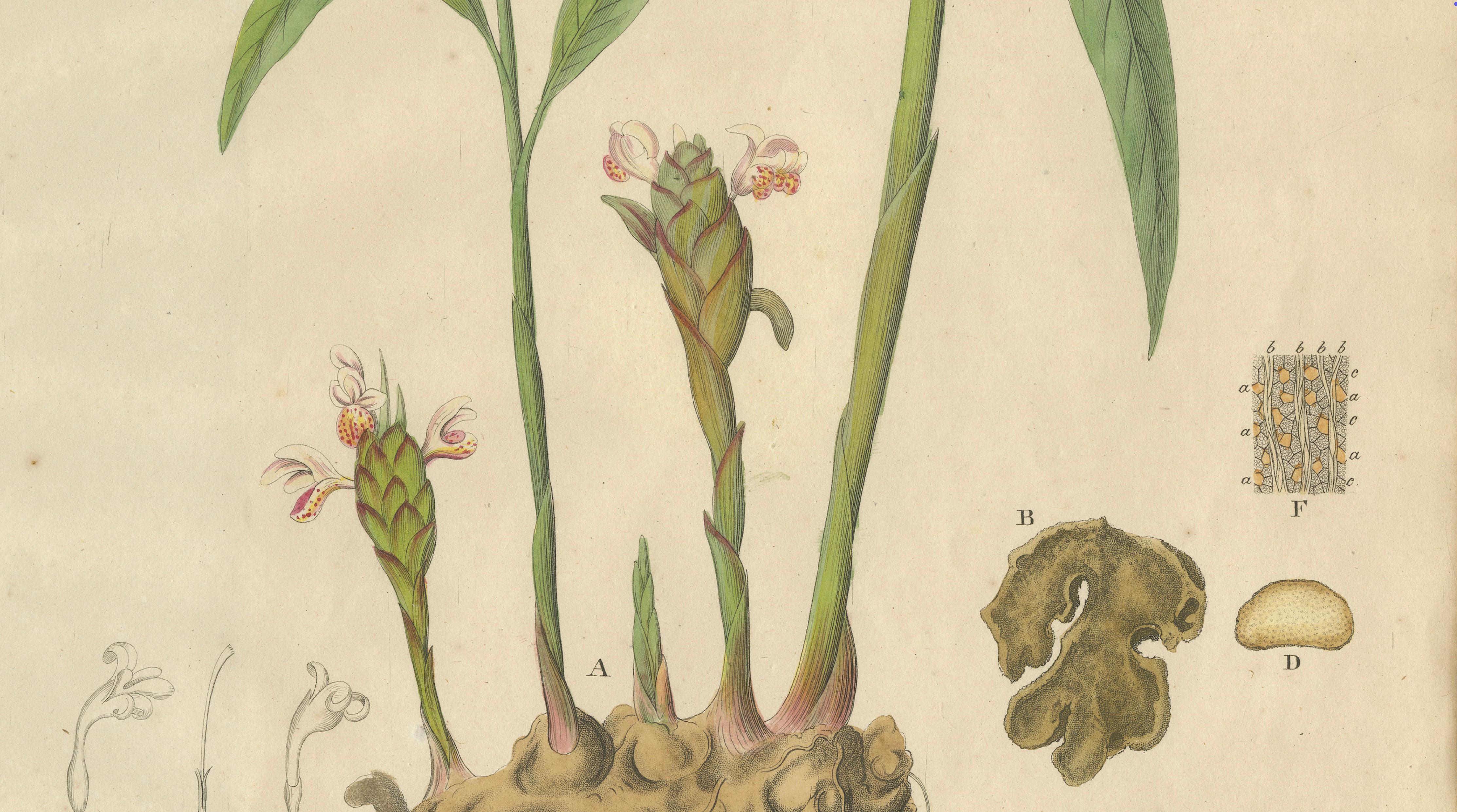 Antique Ginger Botanical Print, Zingiber Officinale, c.1831