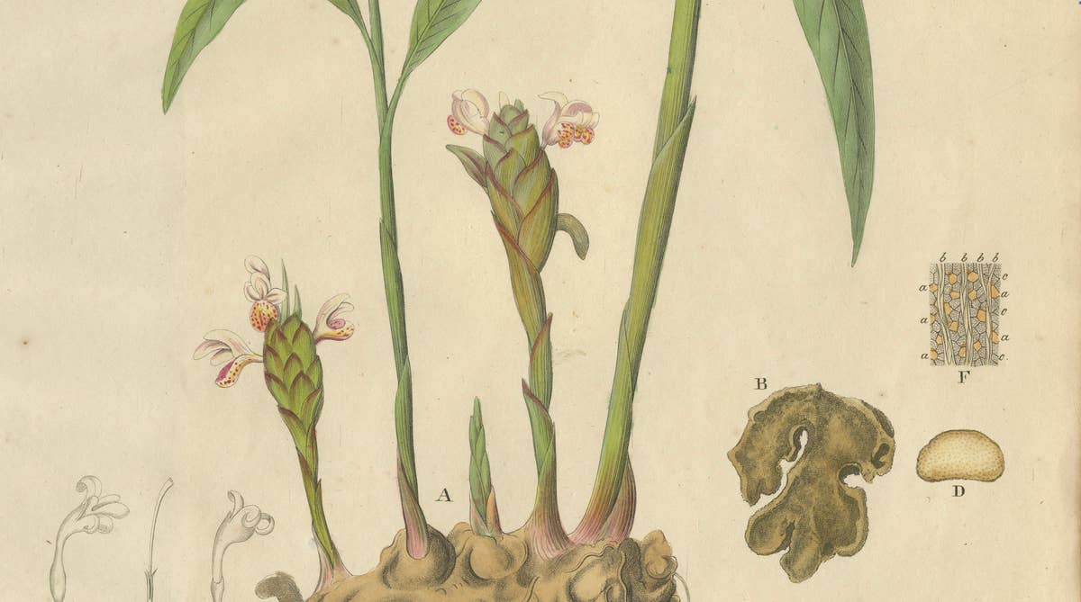 Antique Ginger Botanical Print, Zingiber Officinale, c.1831