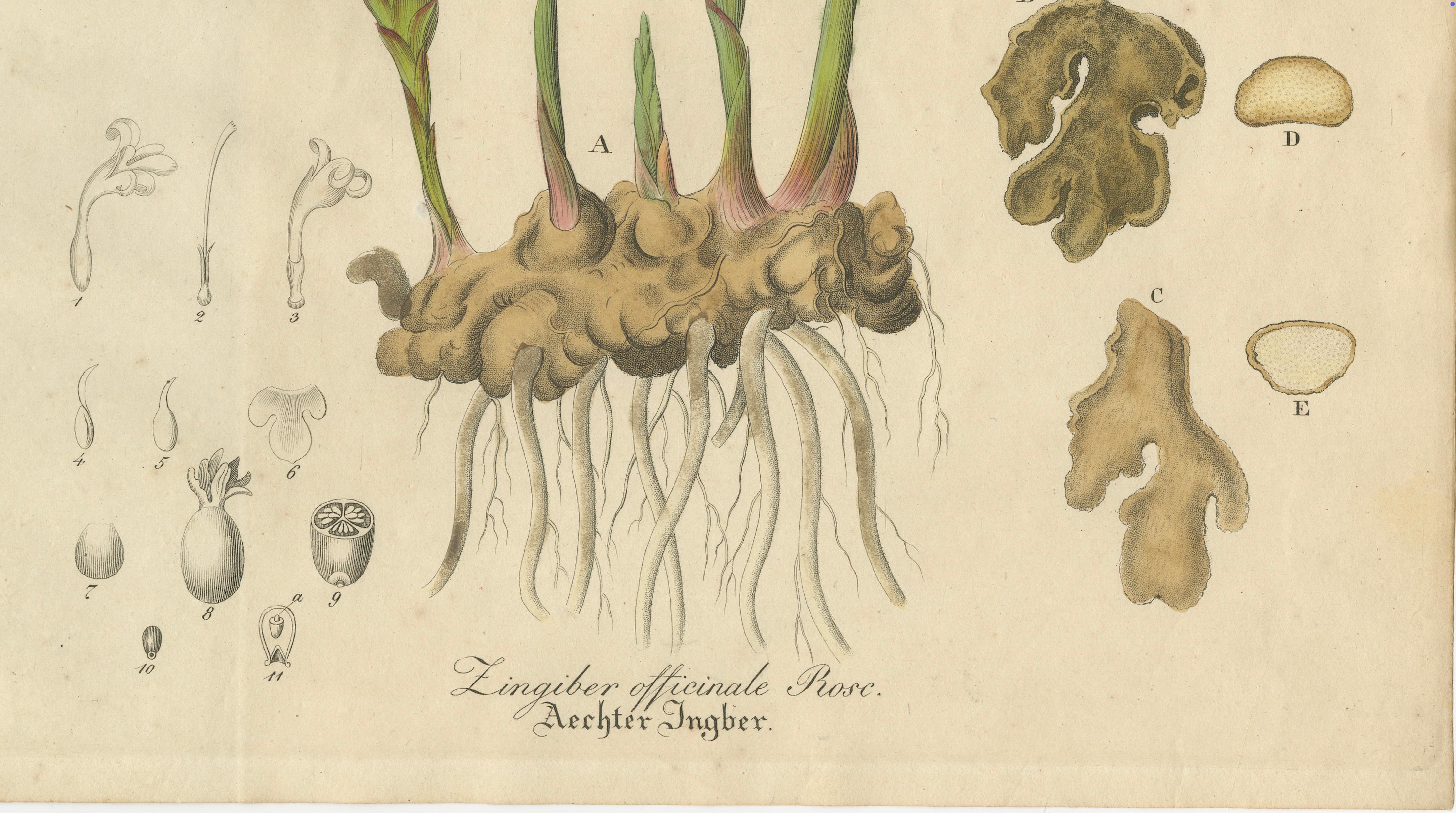Antique Ginger Botanical Print, Zingiber Officinale, c.1831