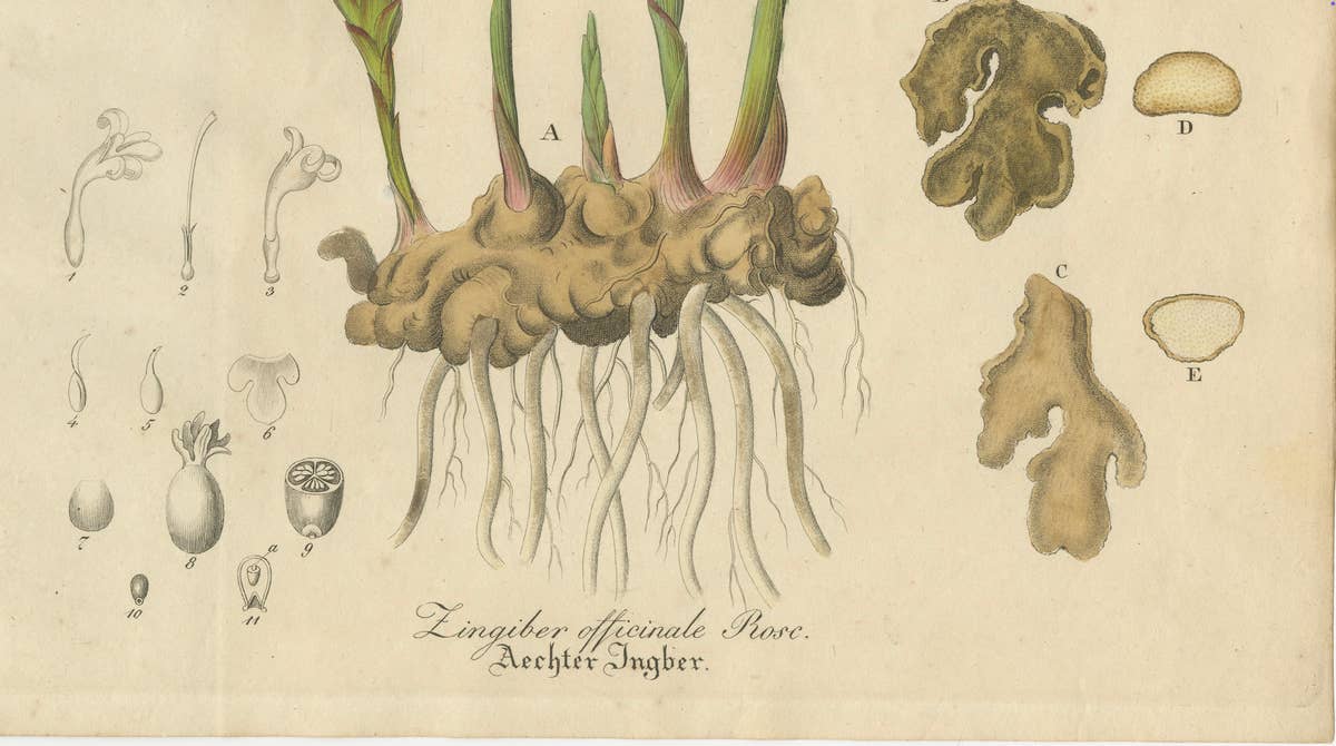 Antique Ginger Botanical Print, Zingiber Officinale, c.1831
