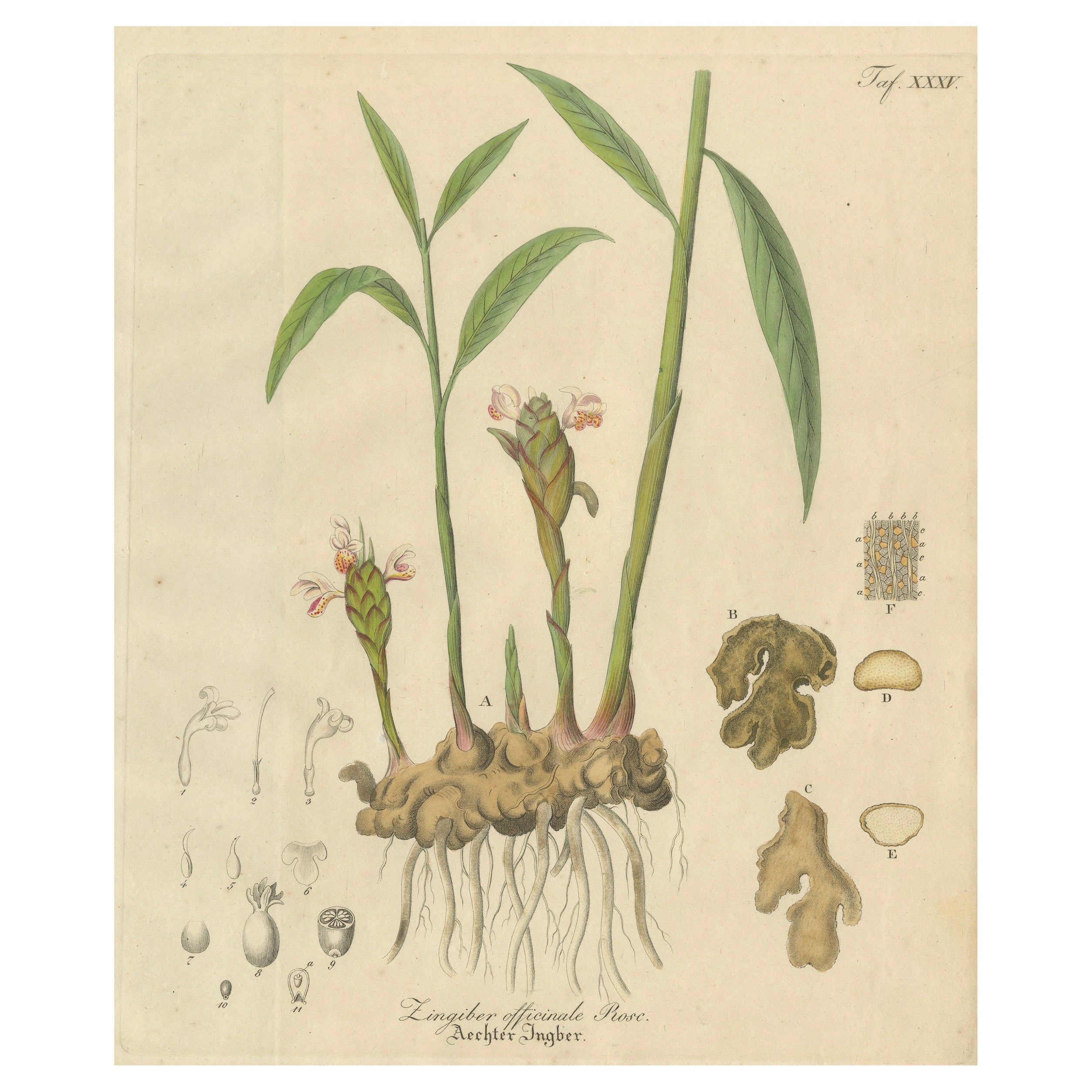 Antique Ginger Botanical Print, Zingiber Officinale, c.1831 For Sale