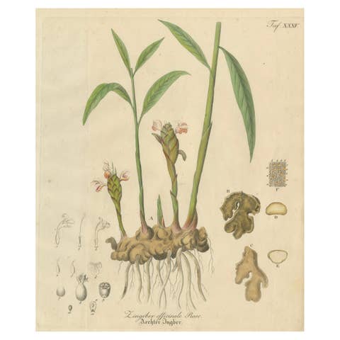 Antique Ginger Botanical Print, Zingiber Officinale, c.1831