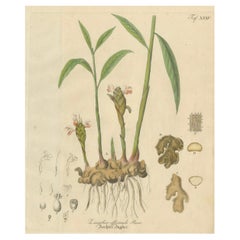 Antique Ginger Botanical Print, Zingiber Officinale, c.1831