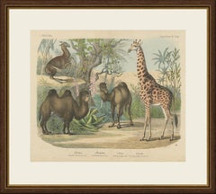 Antique Giraffe and Camel Print with Dromedary and Llama, Kolb, circa 1890