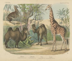 Antique Giraffe and Camel Print with Dromedary and Llama, Kolb, circa 1890