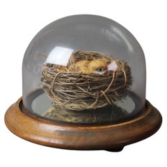 Antique Glass Display Dome with Porcelain Nesting Bird C1890