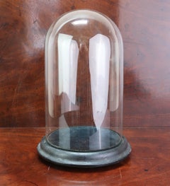Antique Glass Dome On Ebonized Wood Base. English C.1880