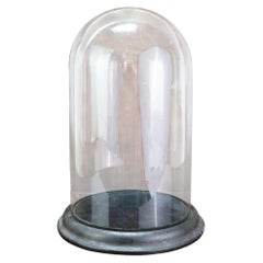 Antique Glass Dome On Ebonized Wood Base. English C.1880