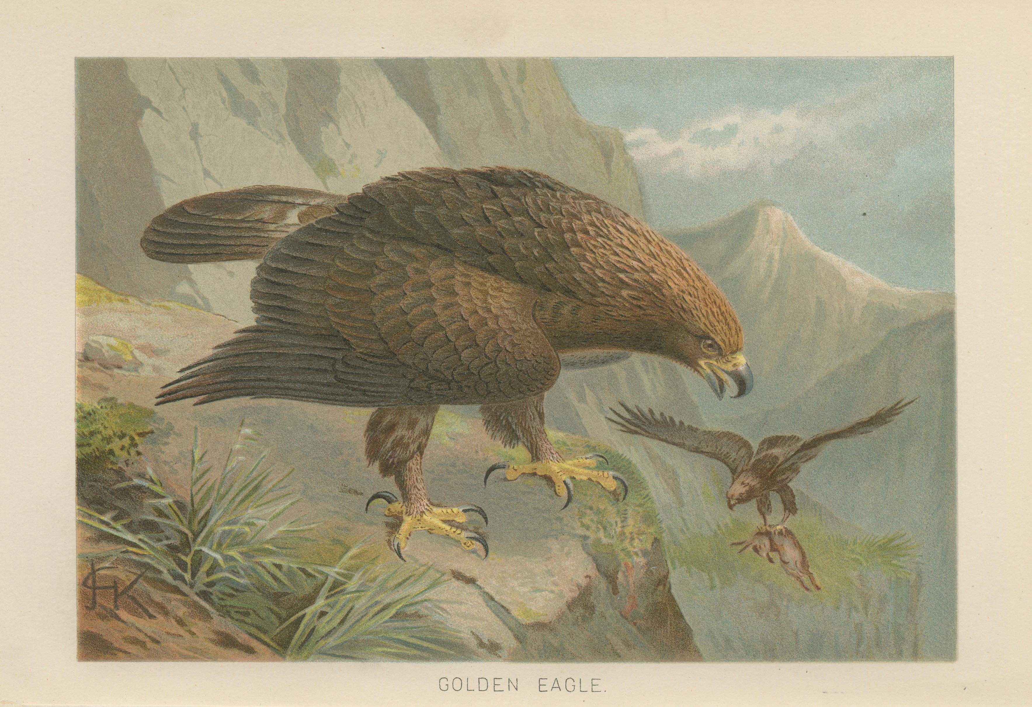 Antique Golden Eagle Bird Lithograph, Royal Natural History, 1895