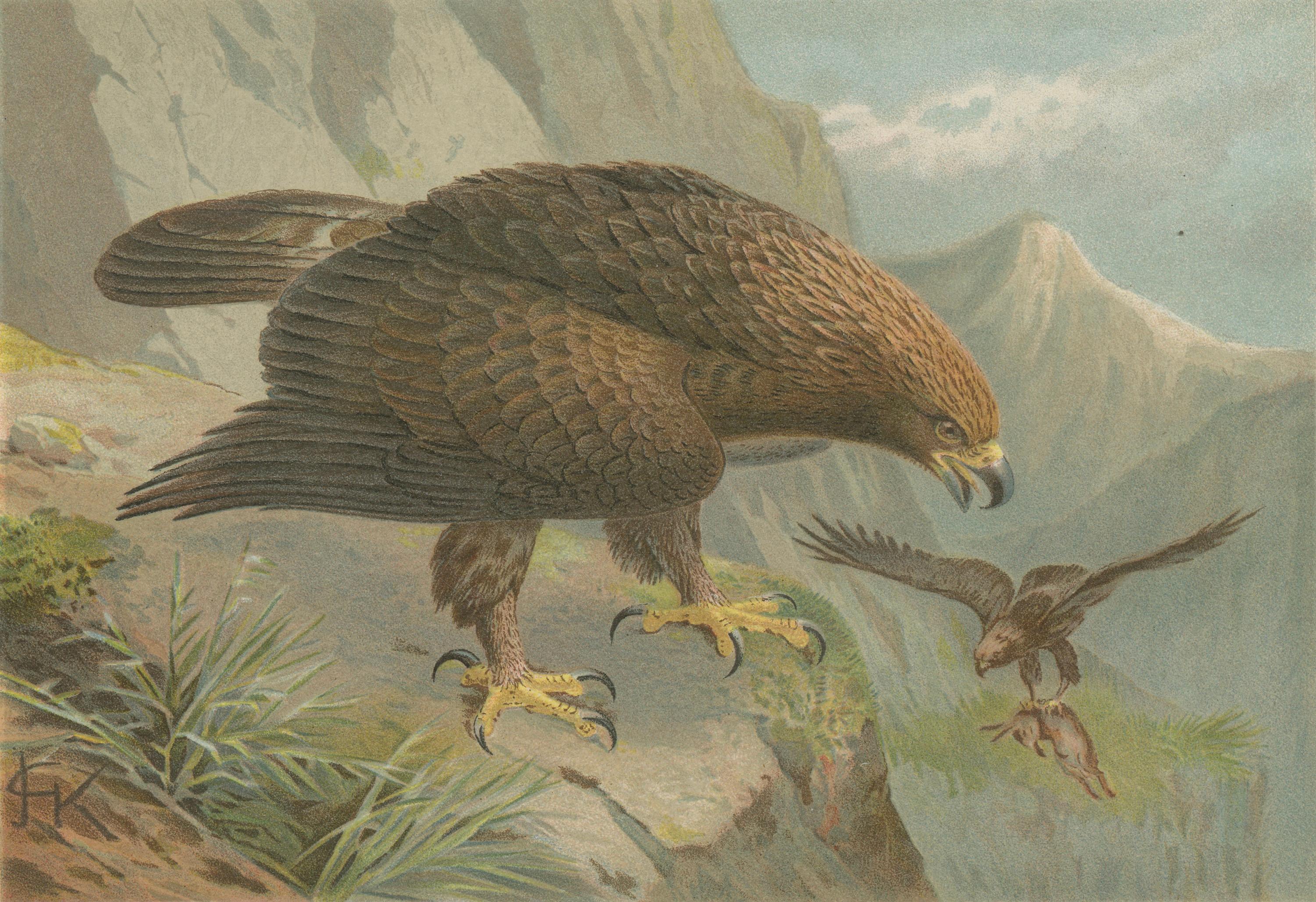 Antique Golden Eagle Bird Lithograph, Royal Natural History, 1895