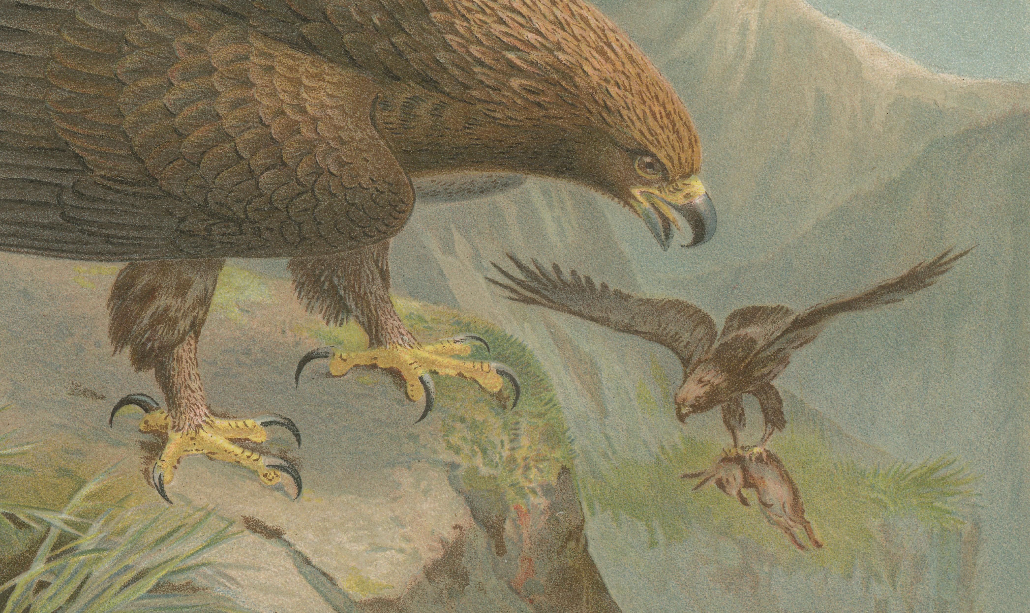 Antique Golden Eagle Bird Lithograph, Royal Natural History, 1895