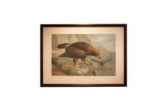 Antica litografia dell'uccello aquila reale, Royal Nature, 1895