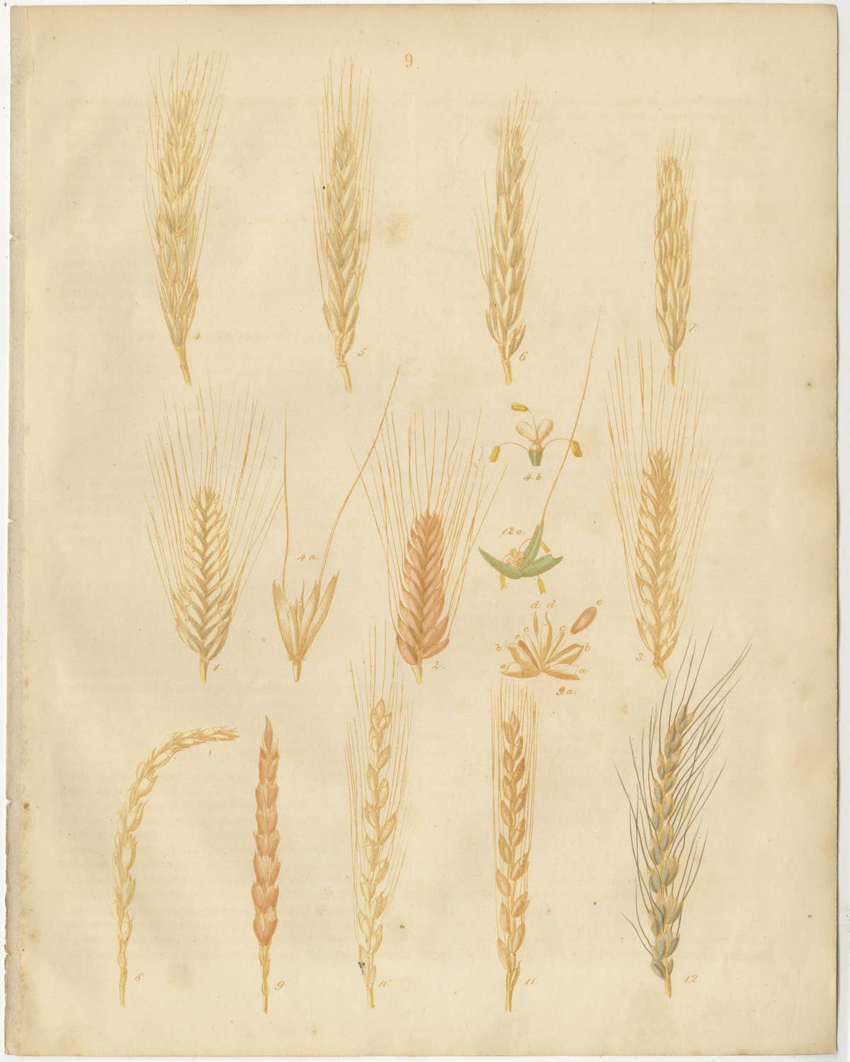 Antique Grain Studies – Wheat Varieties Botanical Lithographs, Calwer 1852