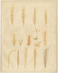 Studi antichi sui cereali - Varietà di grano Litografie botaniche, Calwer 1852