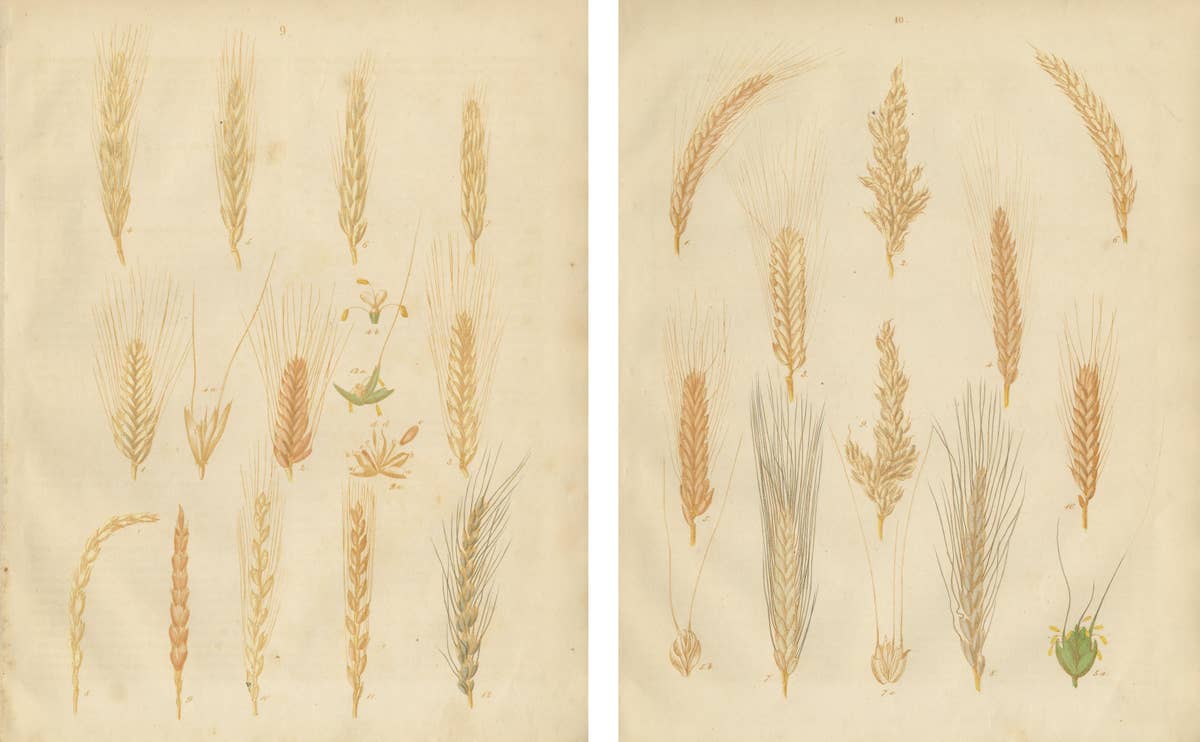 Antique Grain Studies – Wheat Varieties Botanical Lithographs, Calwer 1852