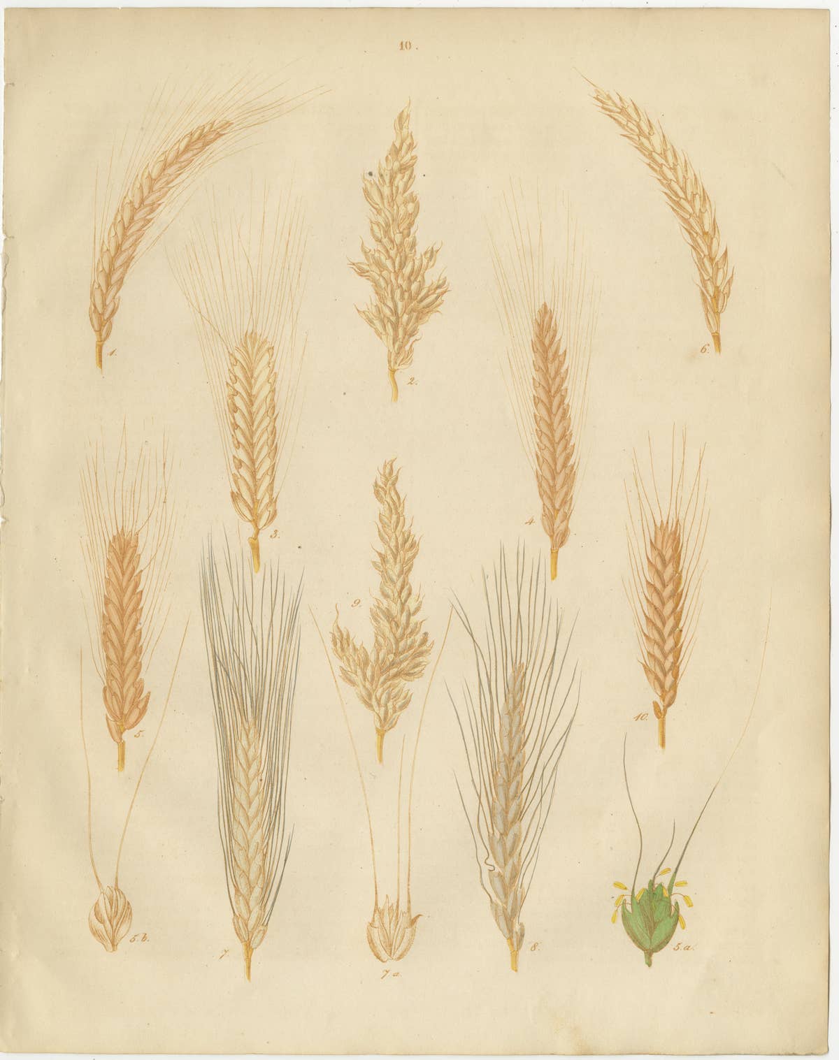 Antique Grain Studies – Wheat Varieties Botanical Lithographs, Calwer 1852