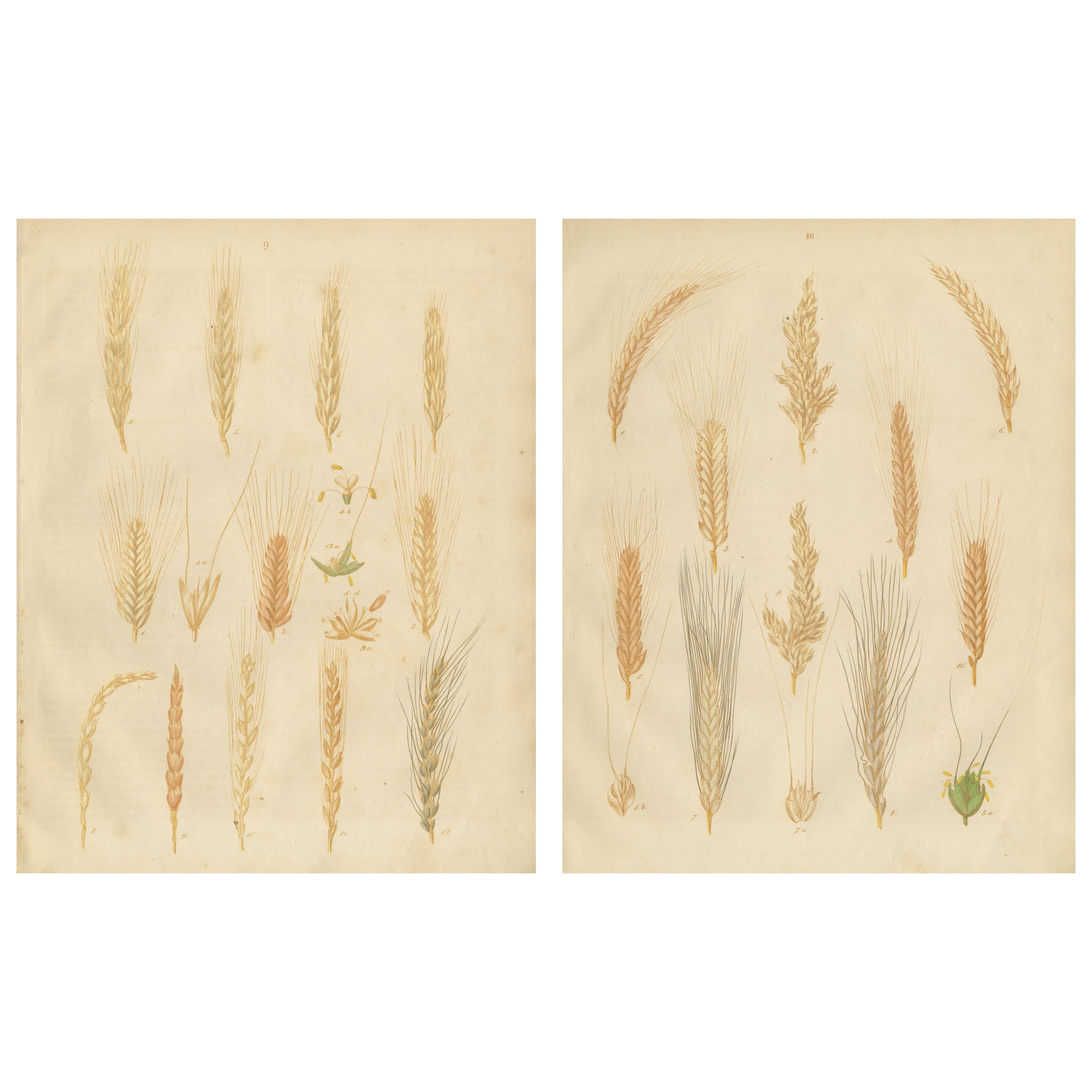 Antique Grain Studies – Wheat Varieties Botanical Lithographs, Calwer 1852