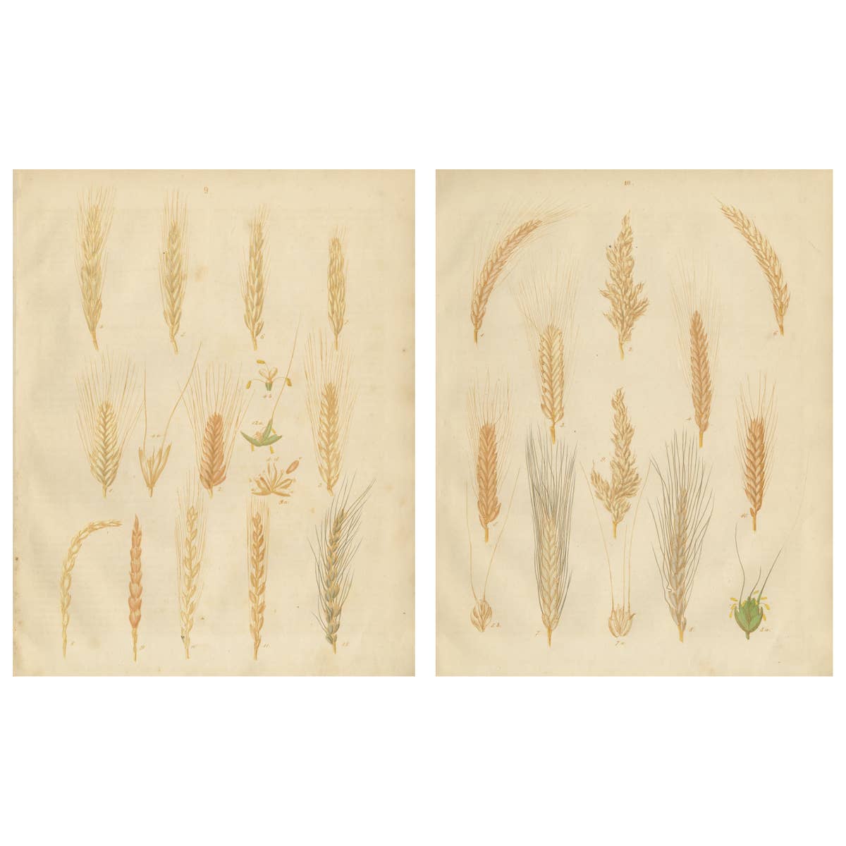 Antique Grain Studies – Wheat Varieties Botanical Lithographs, Calwer 1852