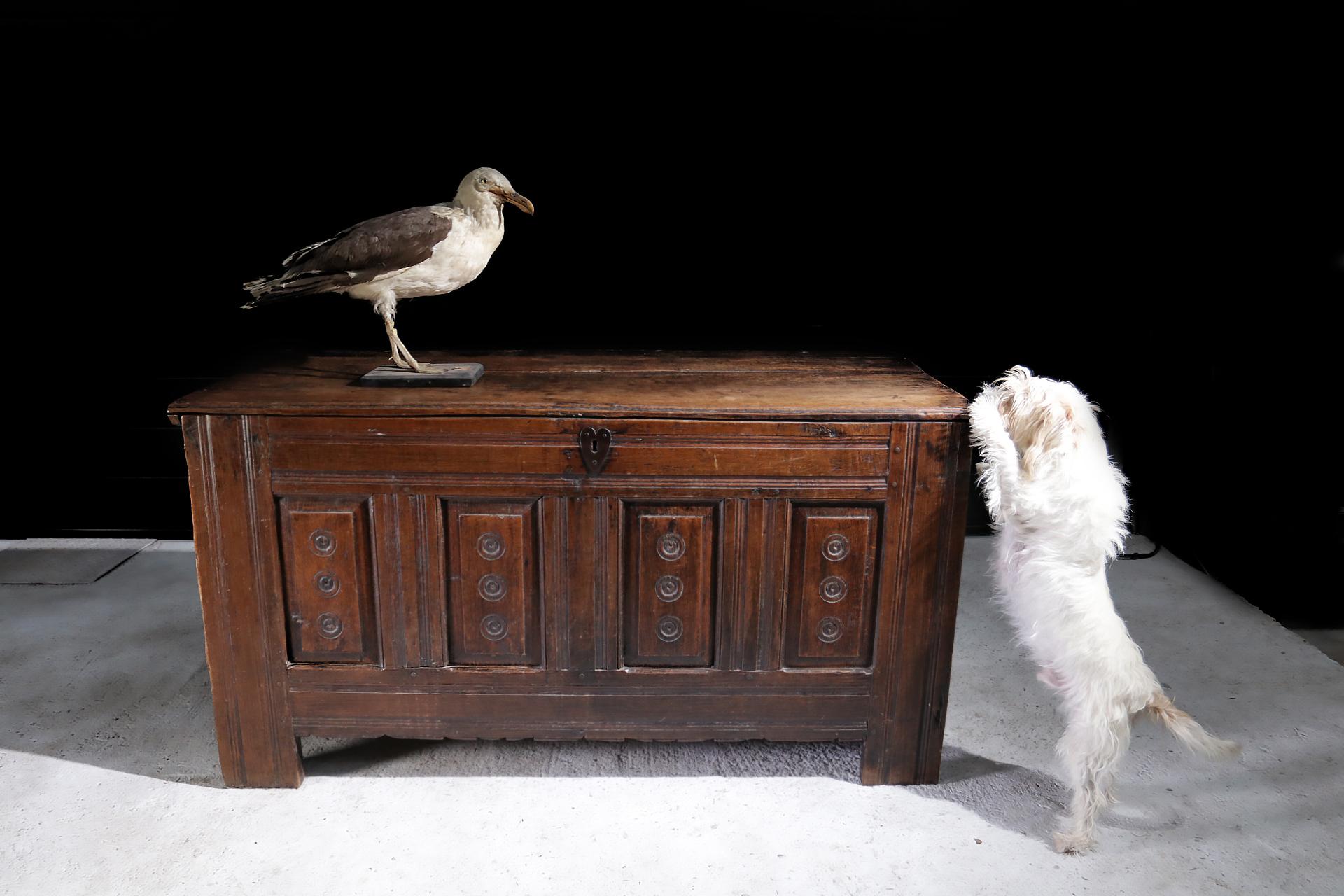 Wonderful oak chest from the 17th century.
Superb patina, created over the centuries.
The box on the right of the interior has a double bottom what were they hiding here?
The box is completely original except for the lock and the lock plate,