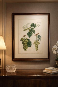 Antique Grape Botanical Chromolithographs, Wine & Table Grapes, Set of Six, 1854