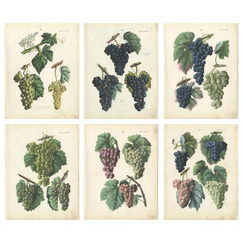 Antique Grape Botanical Chromolithographs, Wine & Table Grapes, Set of Six, 1854